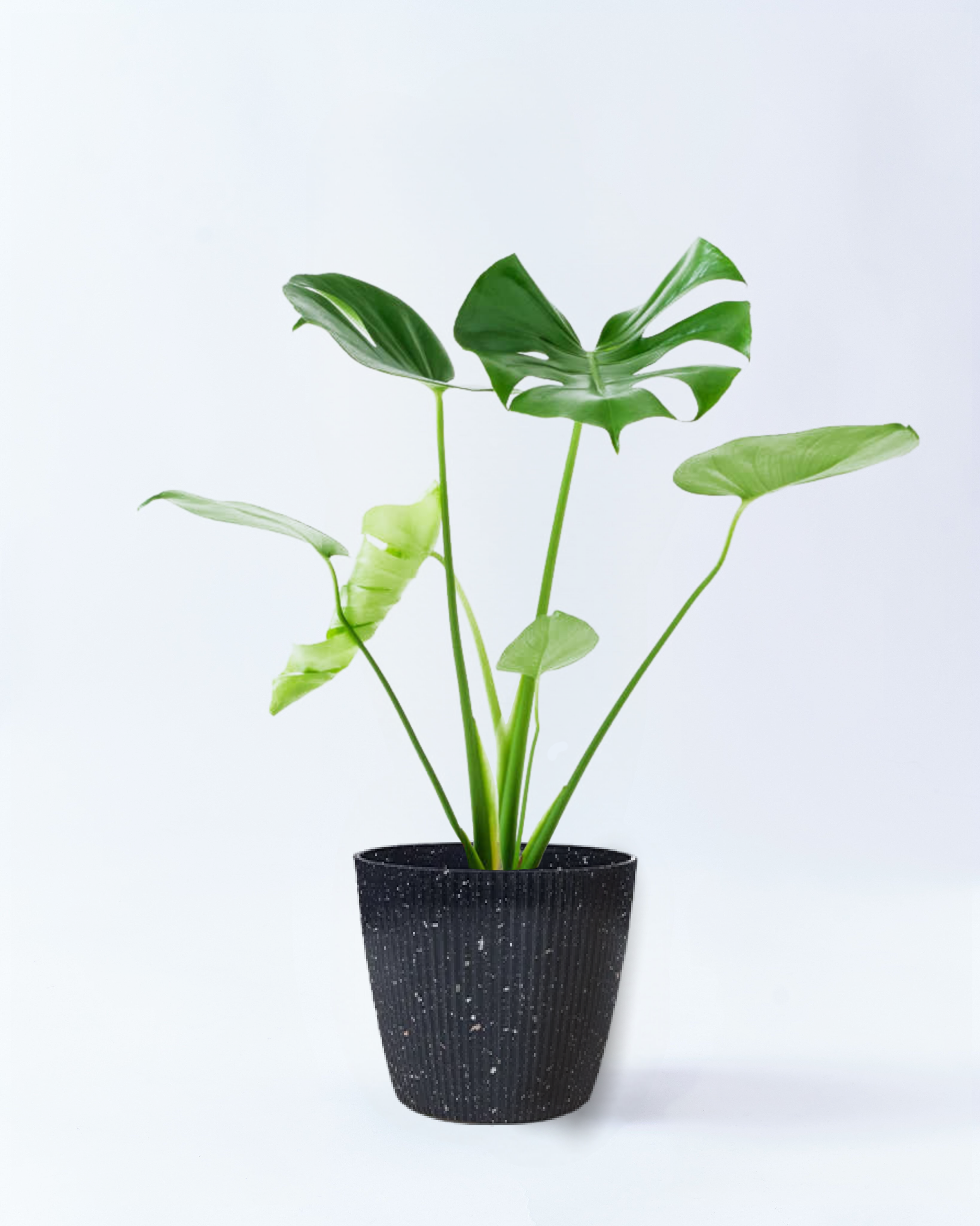 6号鉢のモンステラ-スターリースカイ