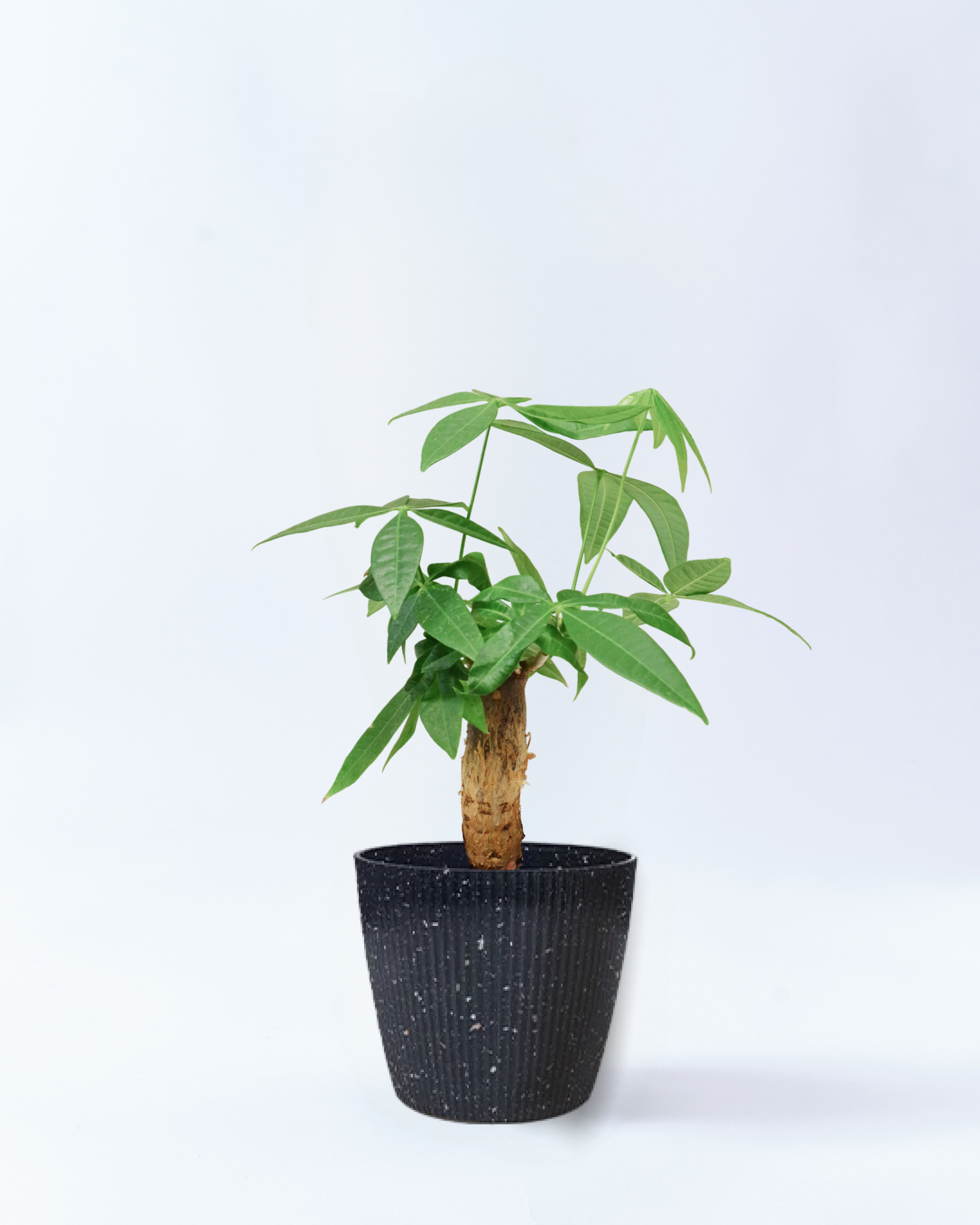 6号鉢のパキラ-スターリースカイ