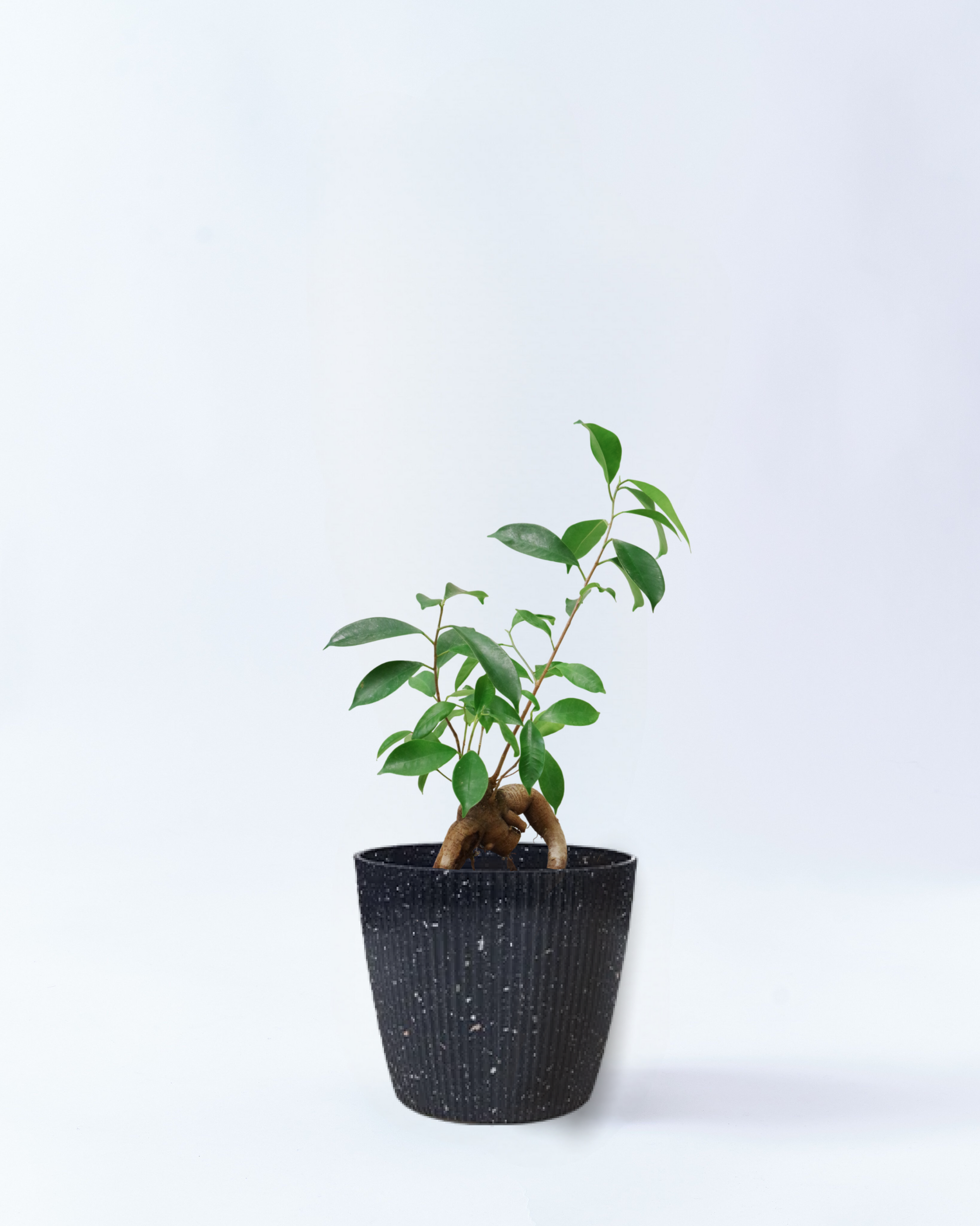 観葉植物 ガジュマル 多幸の木 6号鉢サイズ 高さ約75cm スターリースカイ