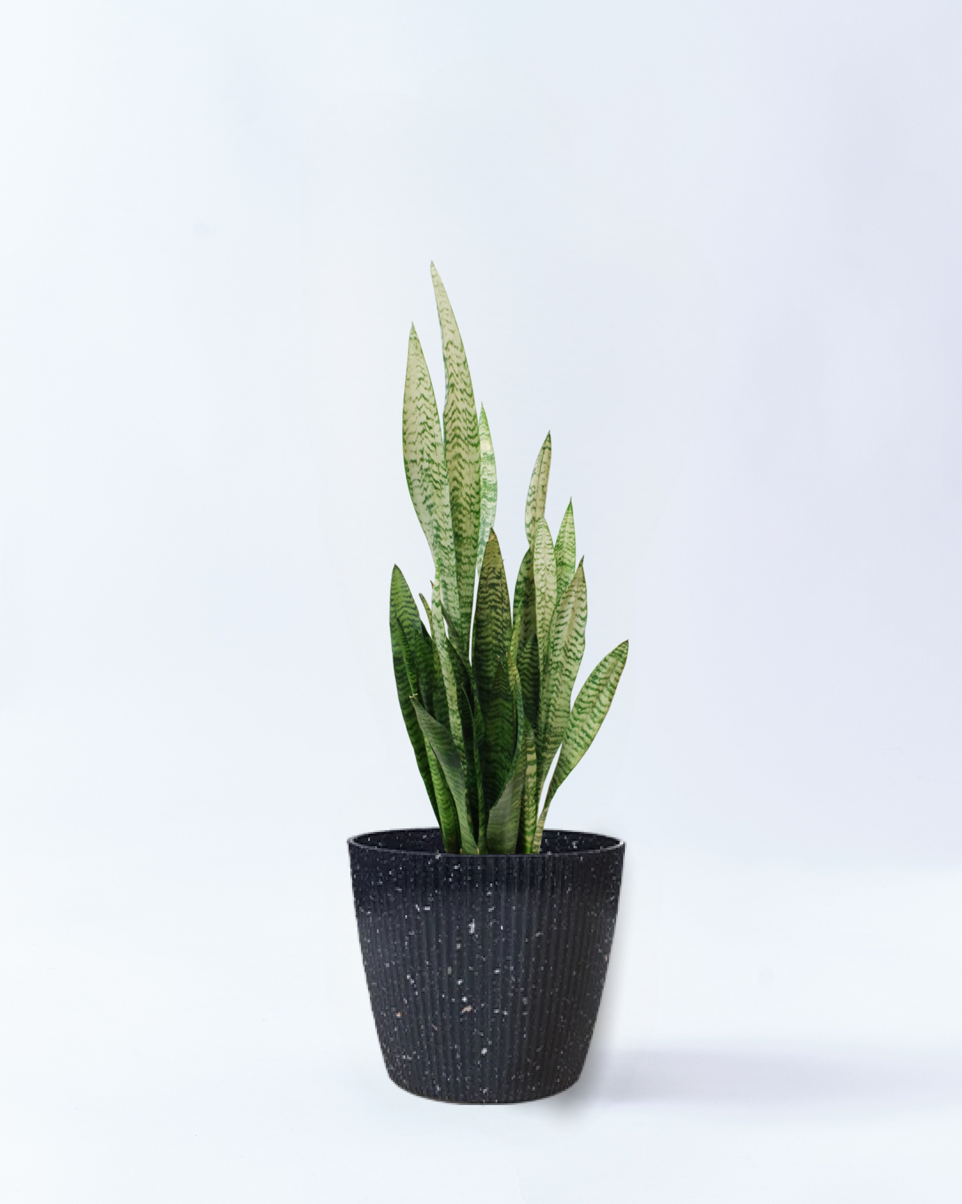 6号鉢のサンスベリア・ゼラニカ-スターリースカイ