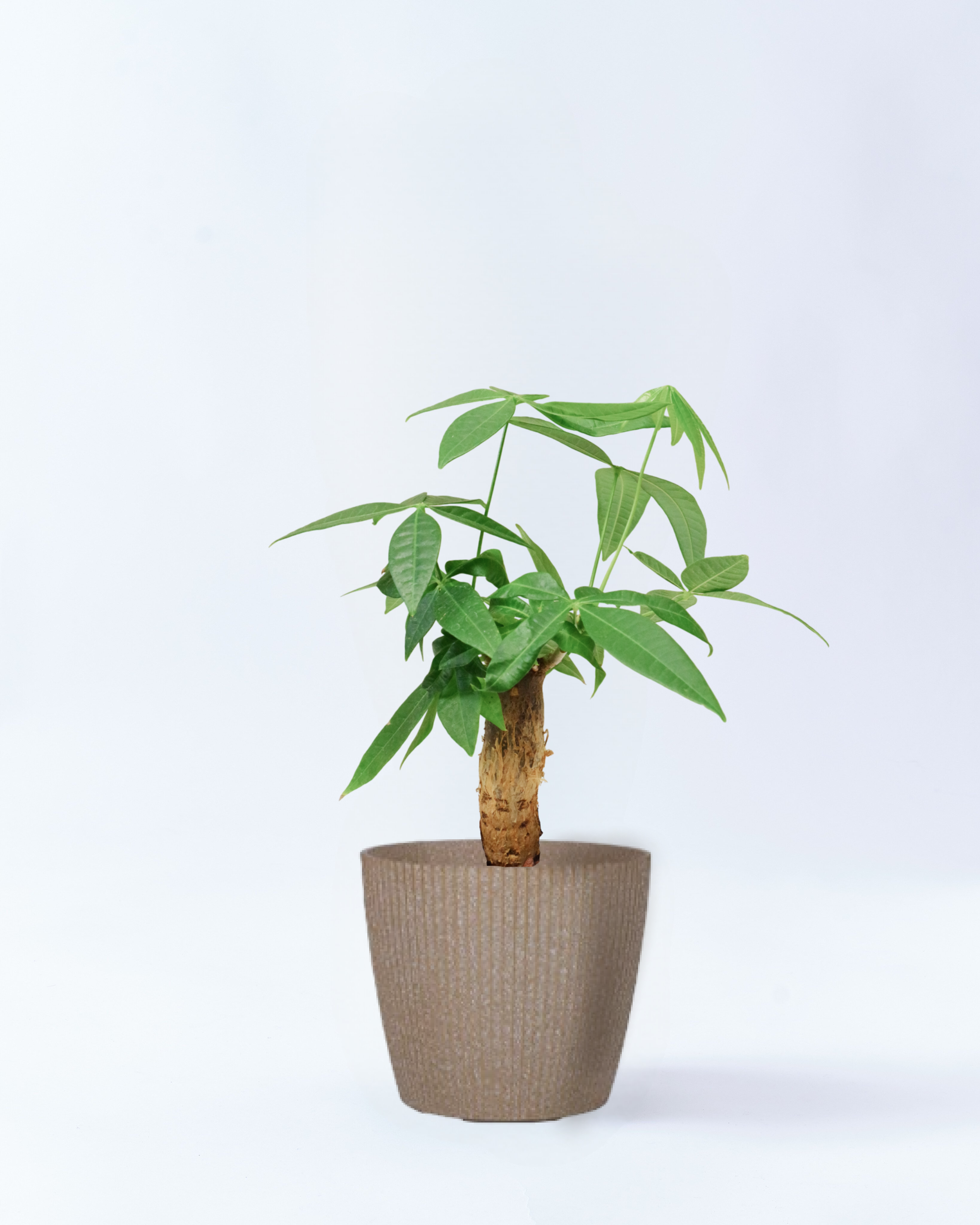 6号鉢のパキラ-ベージュ