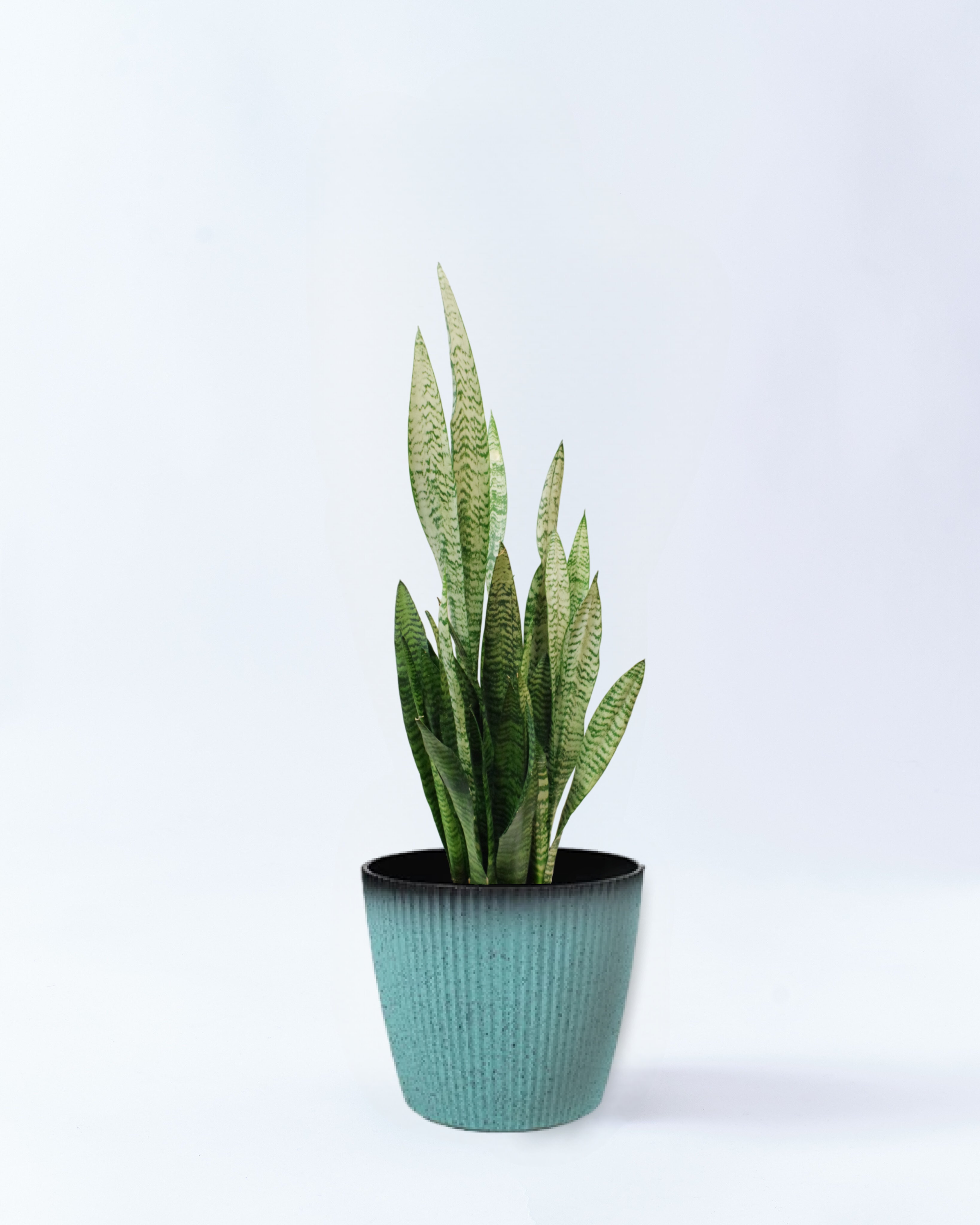 6号鉢のサンスベリア・ゼラニカ-スカイブルー