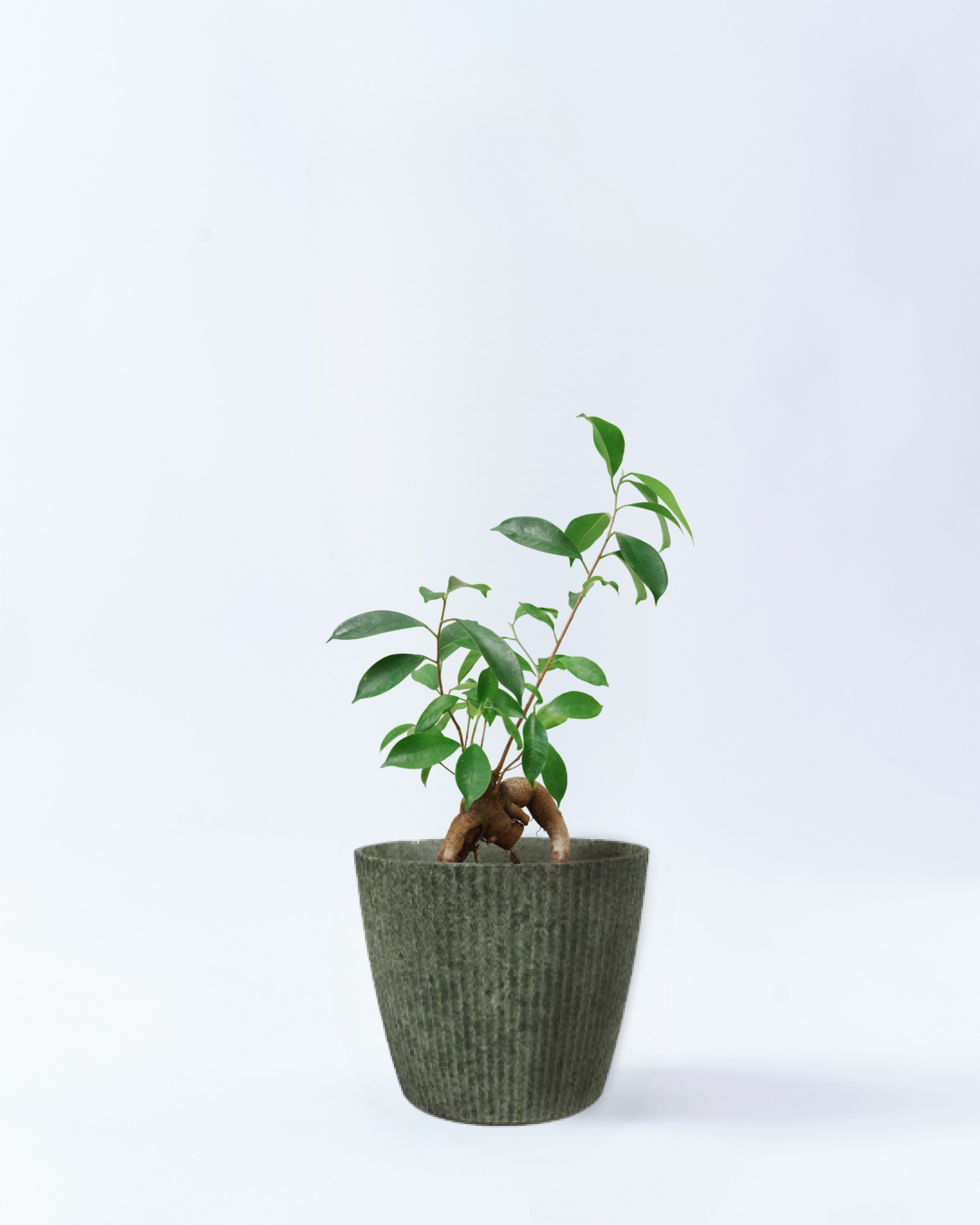 6号鉢のガジュマル-グラスランド