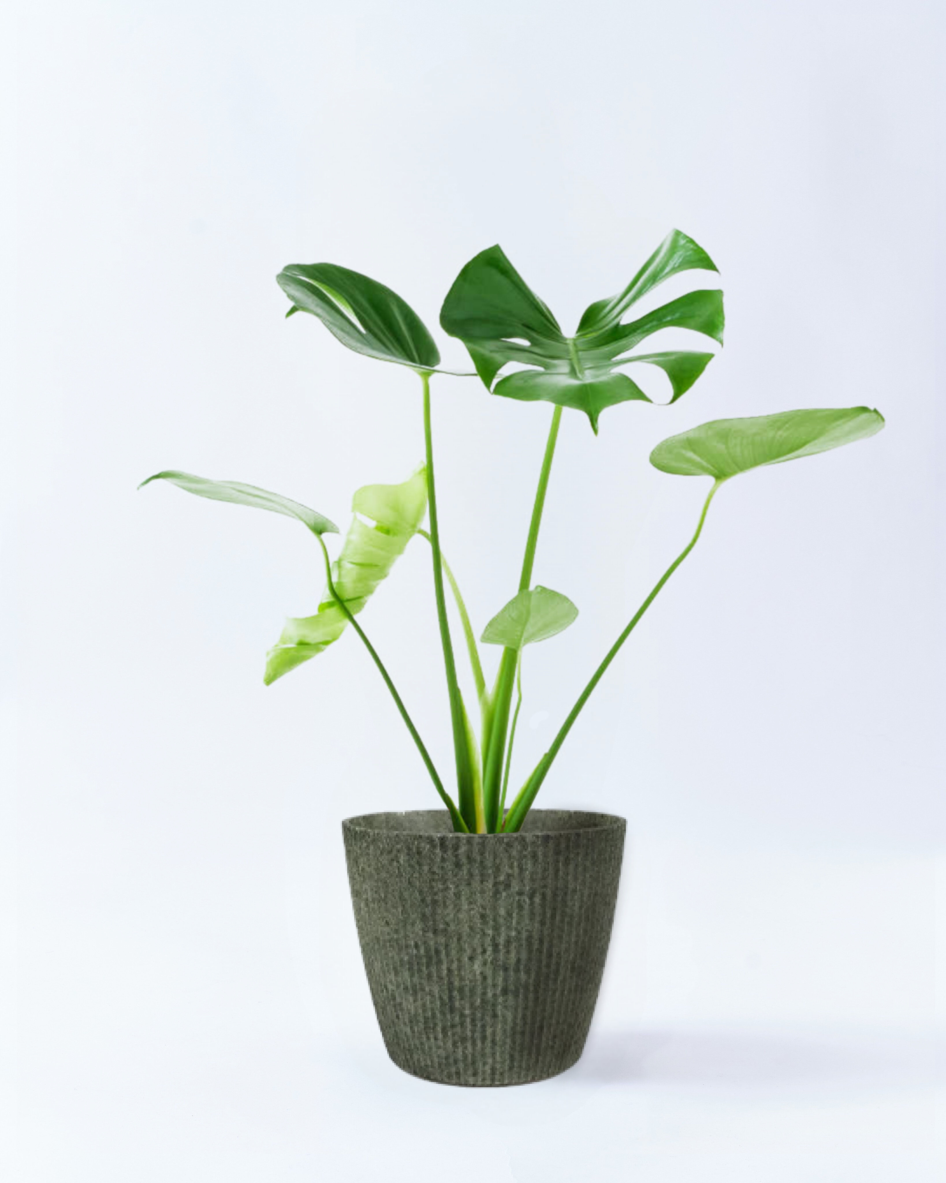 6号鉢のモンステラ-グラスランド