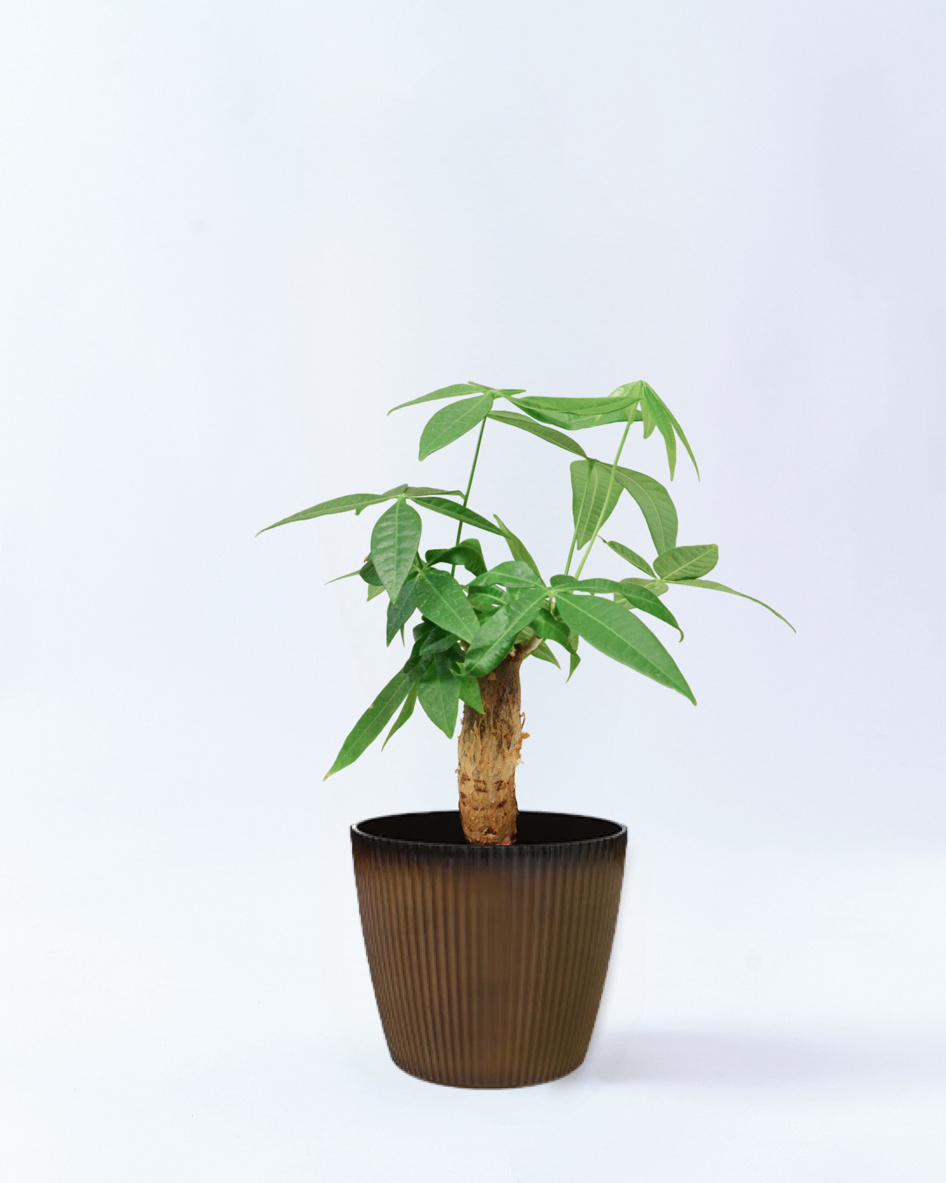 6号鉢のパキラ-ブラウン