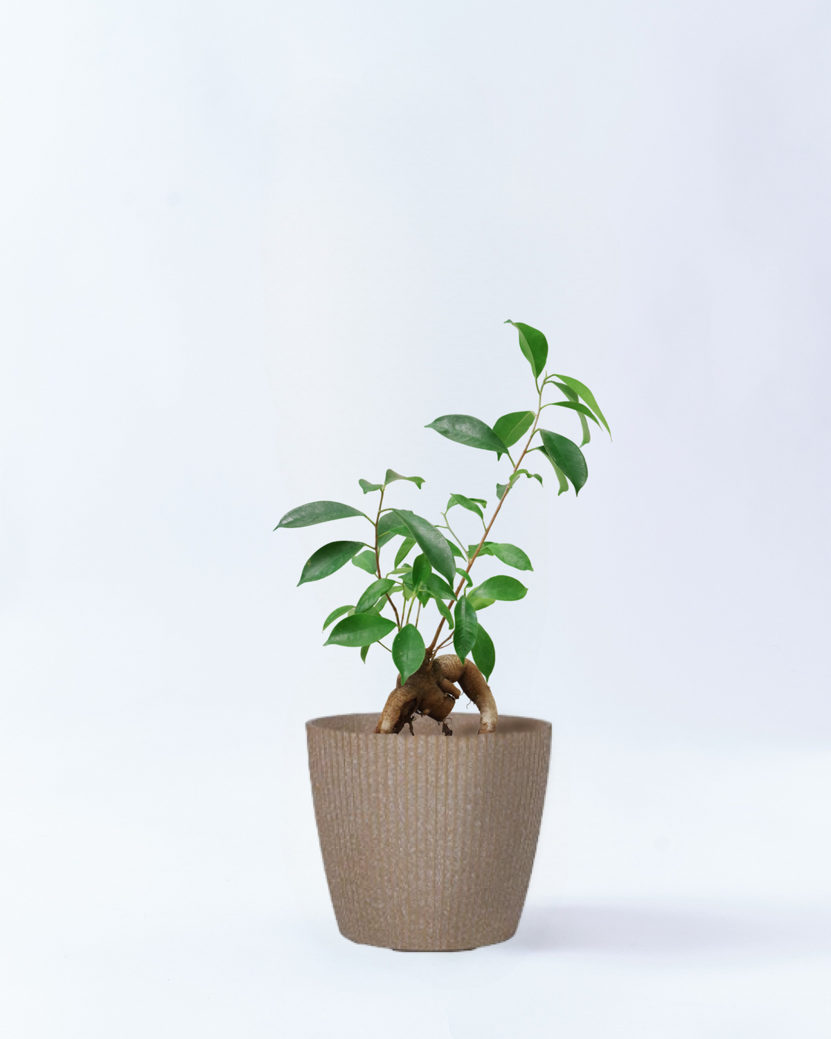 観葉植物 ガジュマル 多幸の木 6号鉢サイズ 高さ約75cm ベージュ