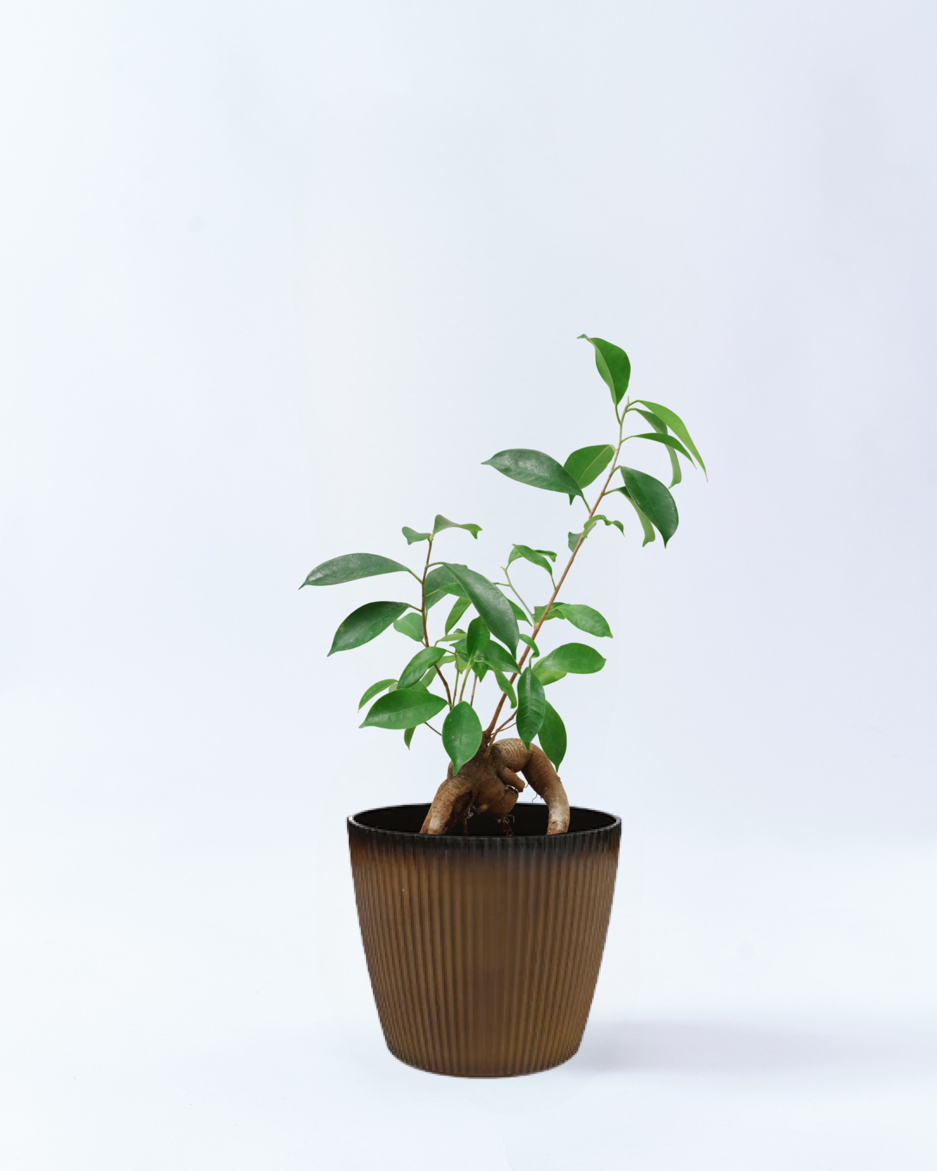 6号鉢のガジュマル-ブラウン