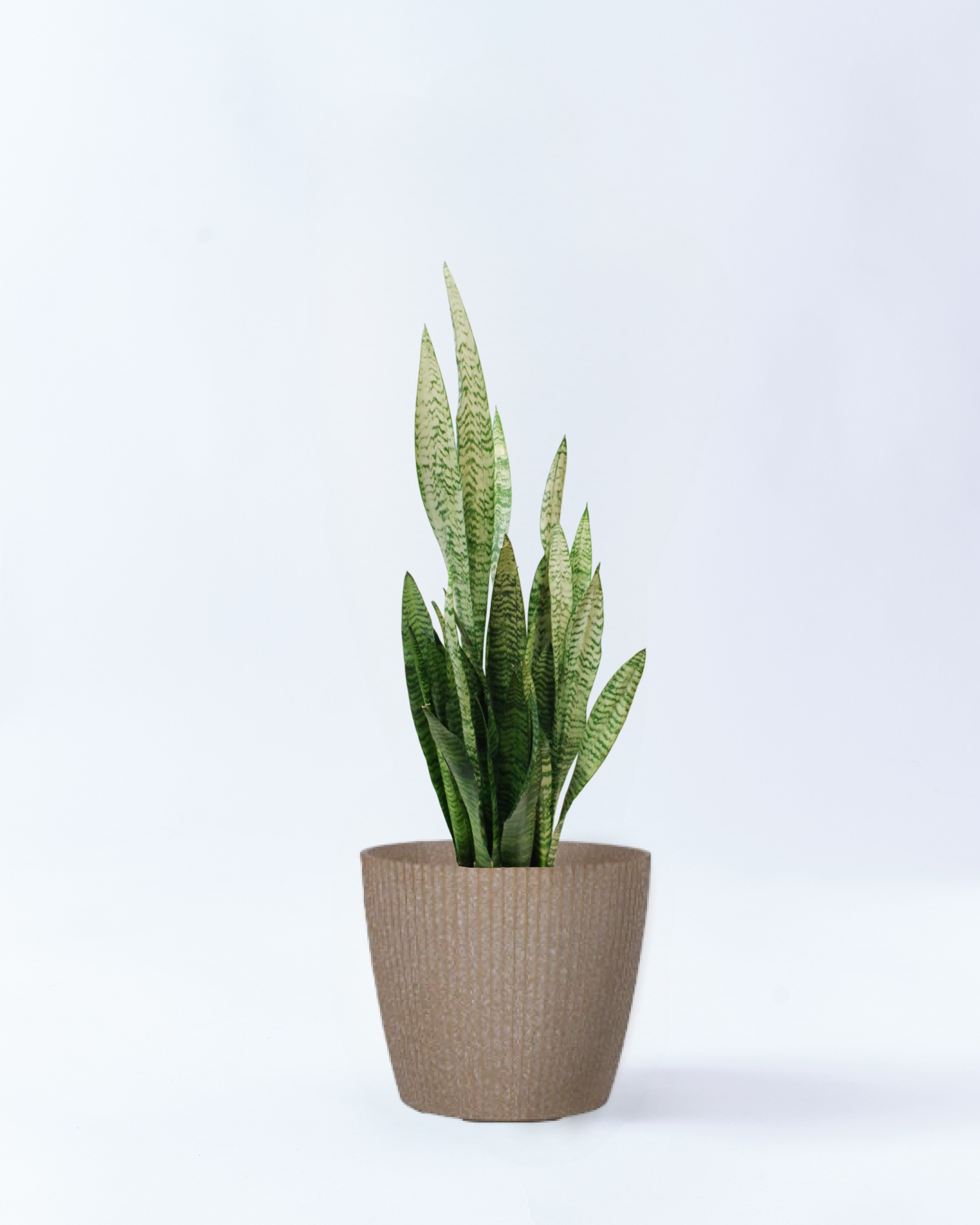 6号鉢のサンスベリア・ゼラニカ-ベージュ