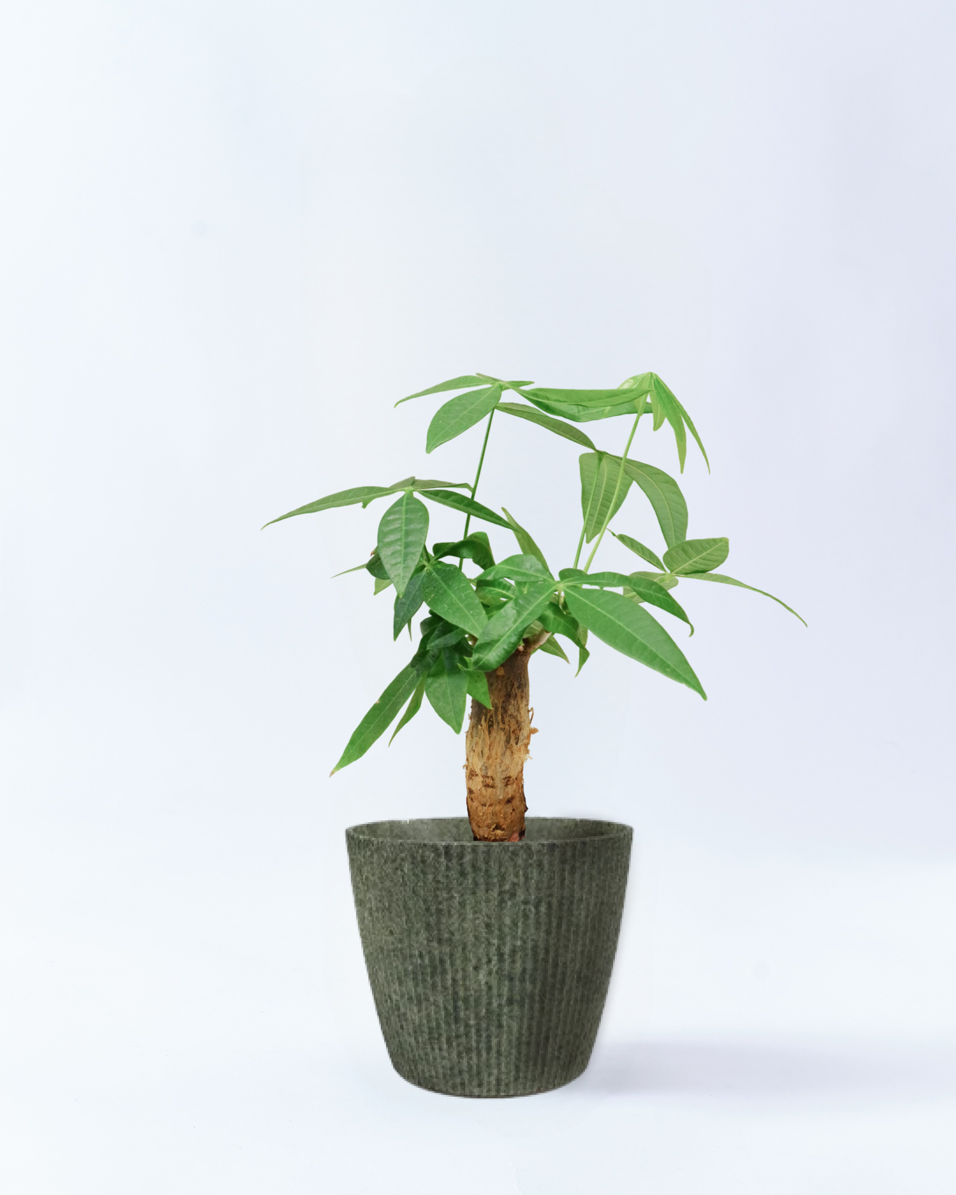 6号鉢のパキラ-グラスランド