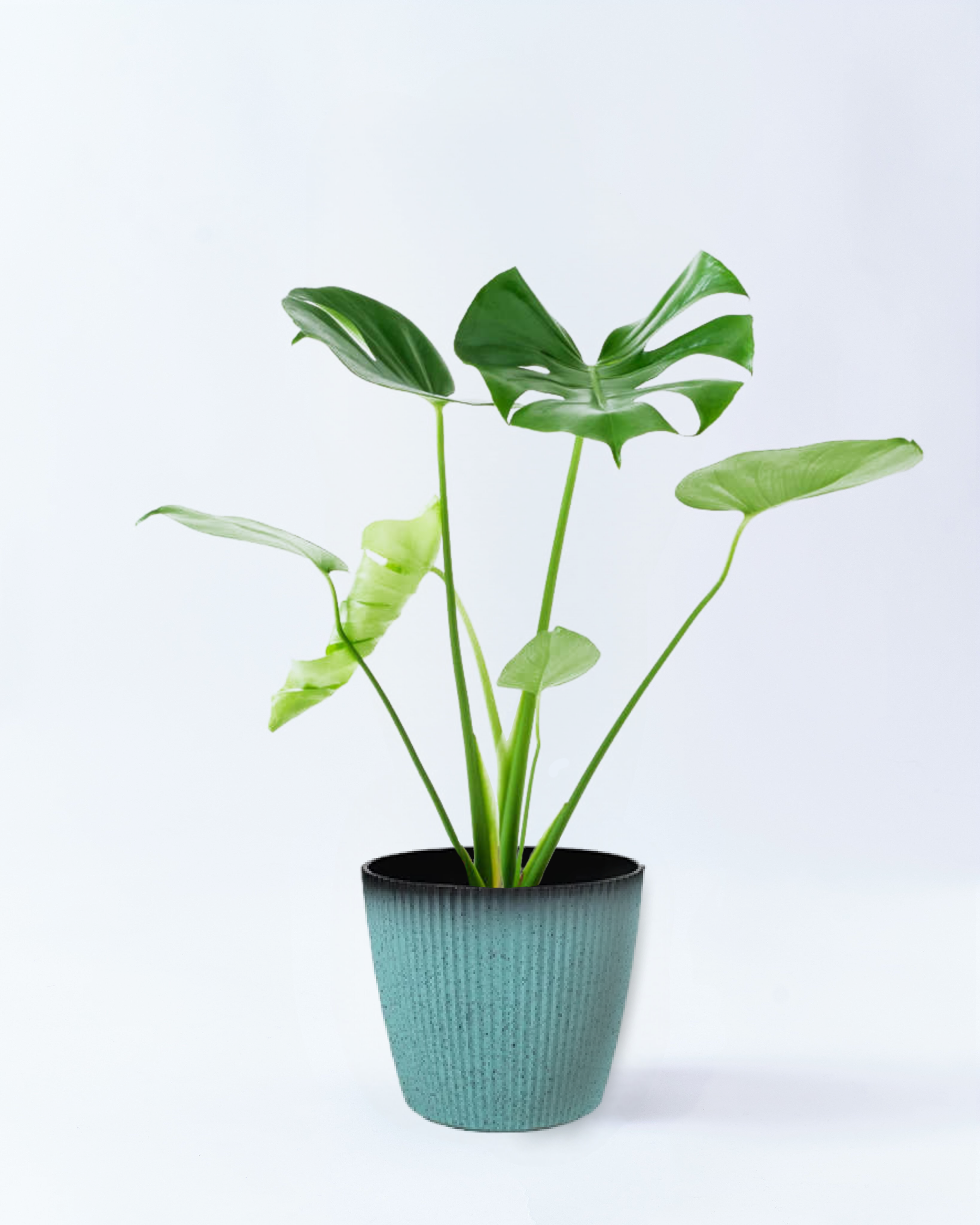 モンステラ 6号鉢 高さ約80cm スカイブルー