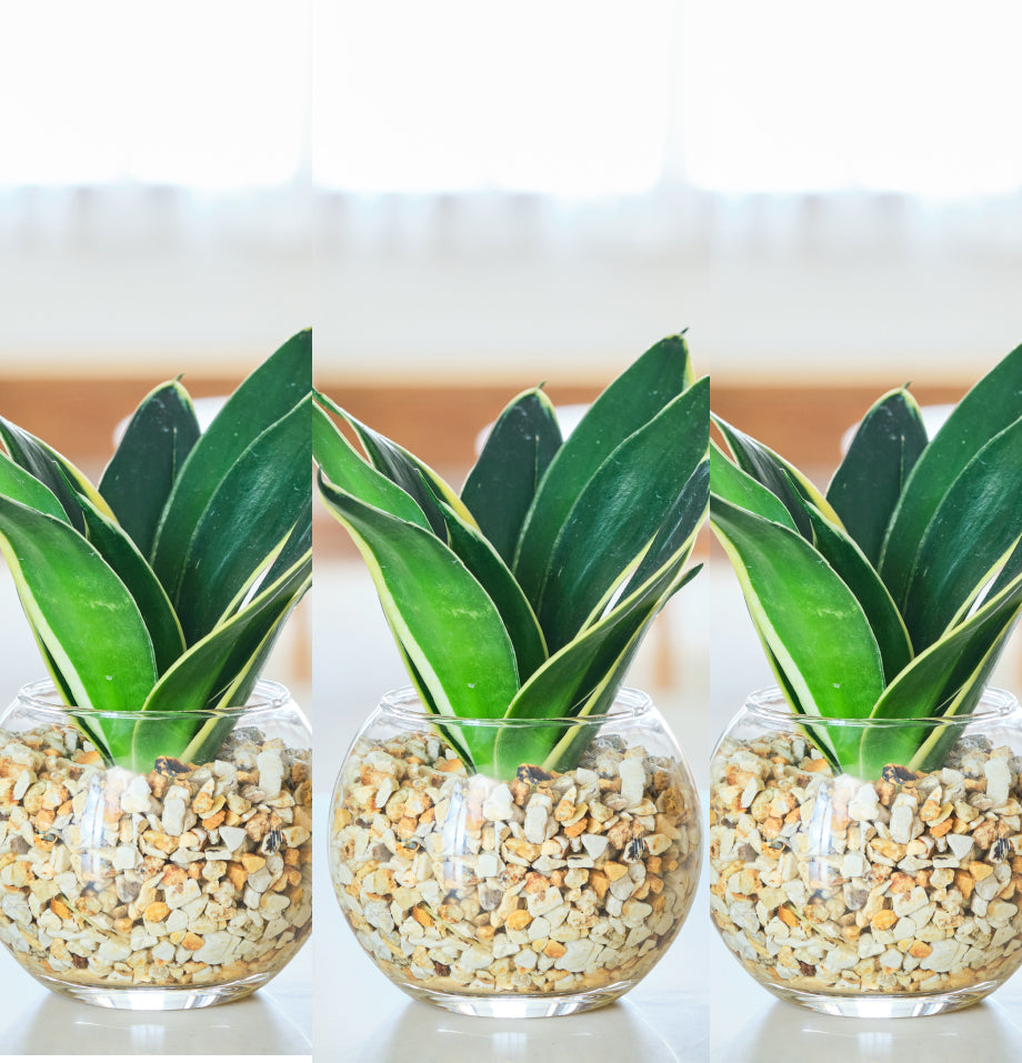 ガラスボールの育てるインテリア・選べる3点セット