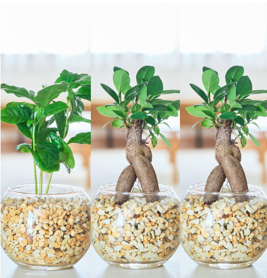 ガラスボールの育てるインテリア・選べる3点セット