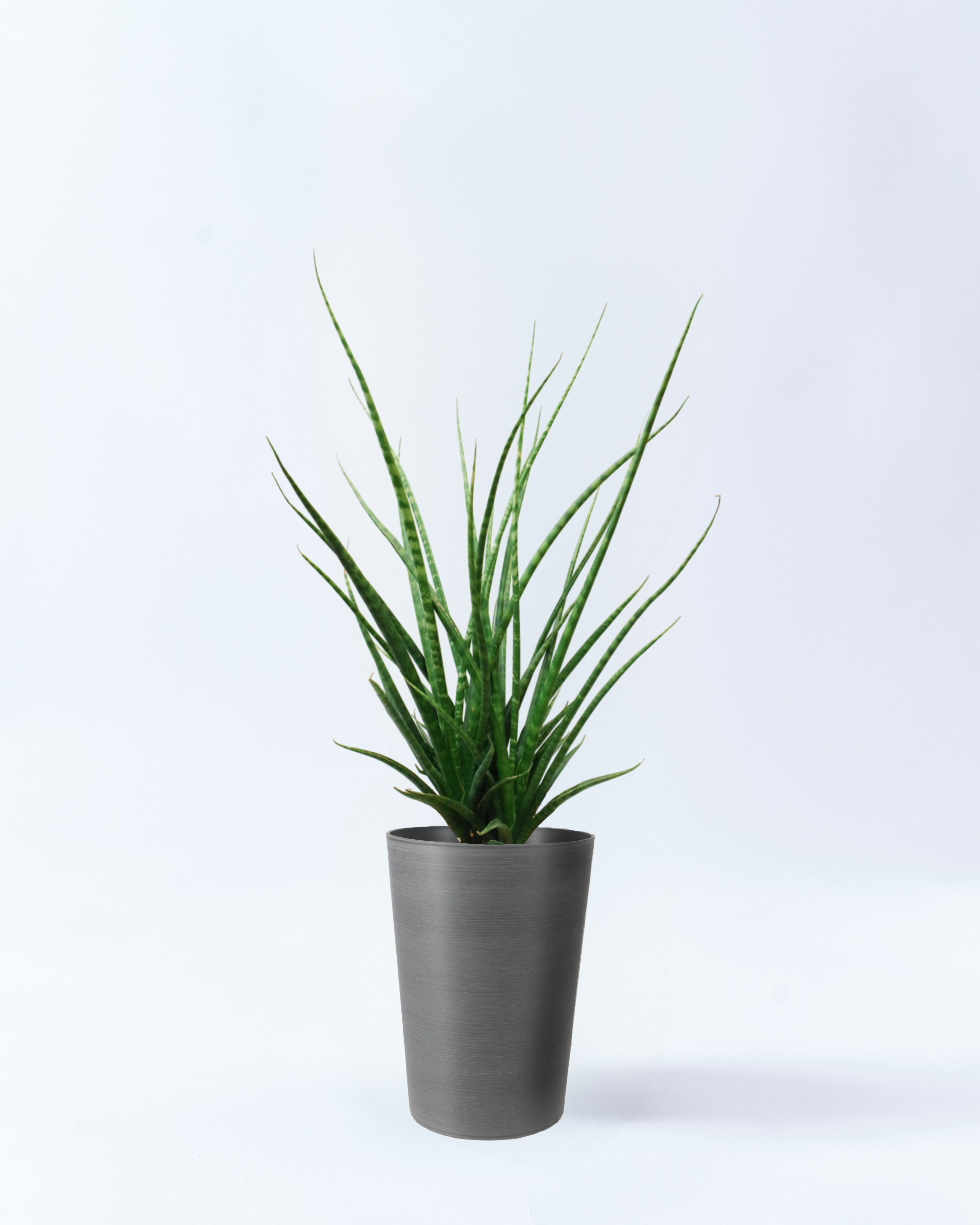 7号鉢のサンスベリア・ファーンウッド-スタイリッシュシルバー