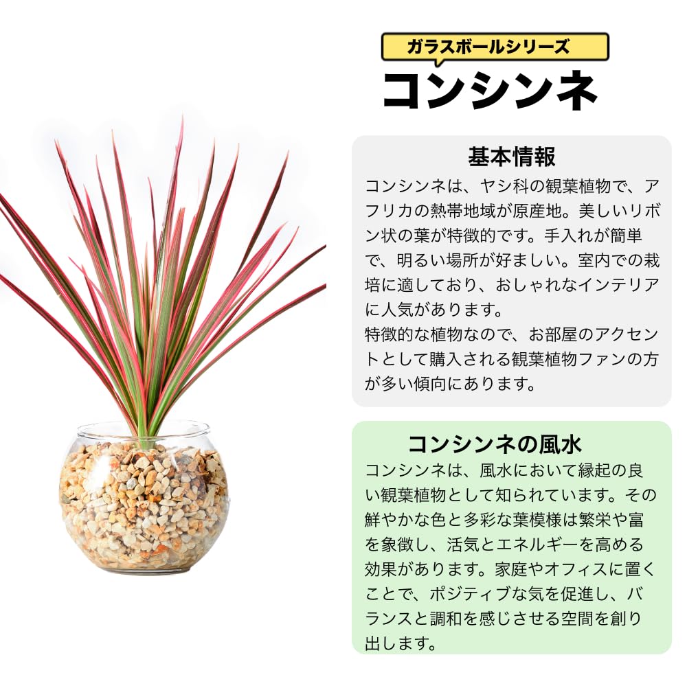 ドラセナ・コンシンネ ハイドロカルチャー 高さ約15cm