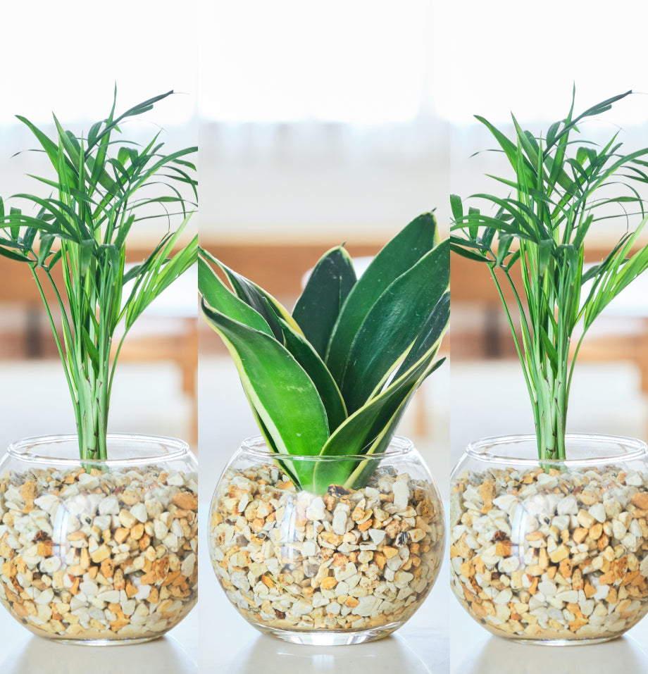 ガラスボールの育てるインテリア・選べる3点セット