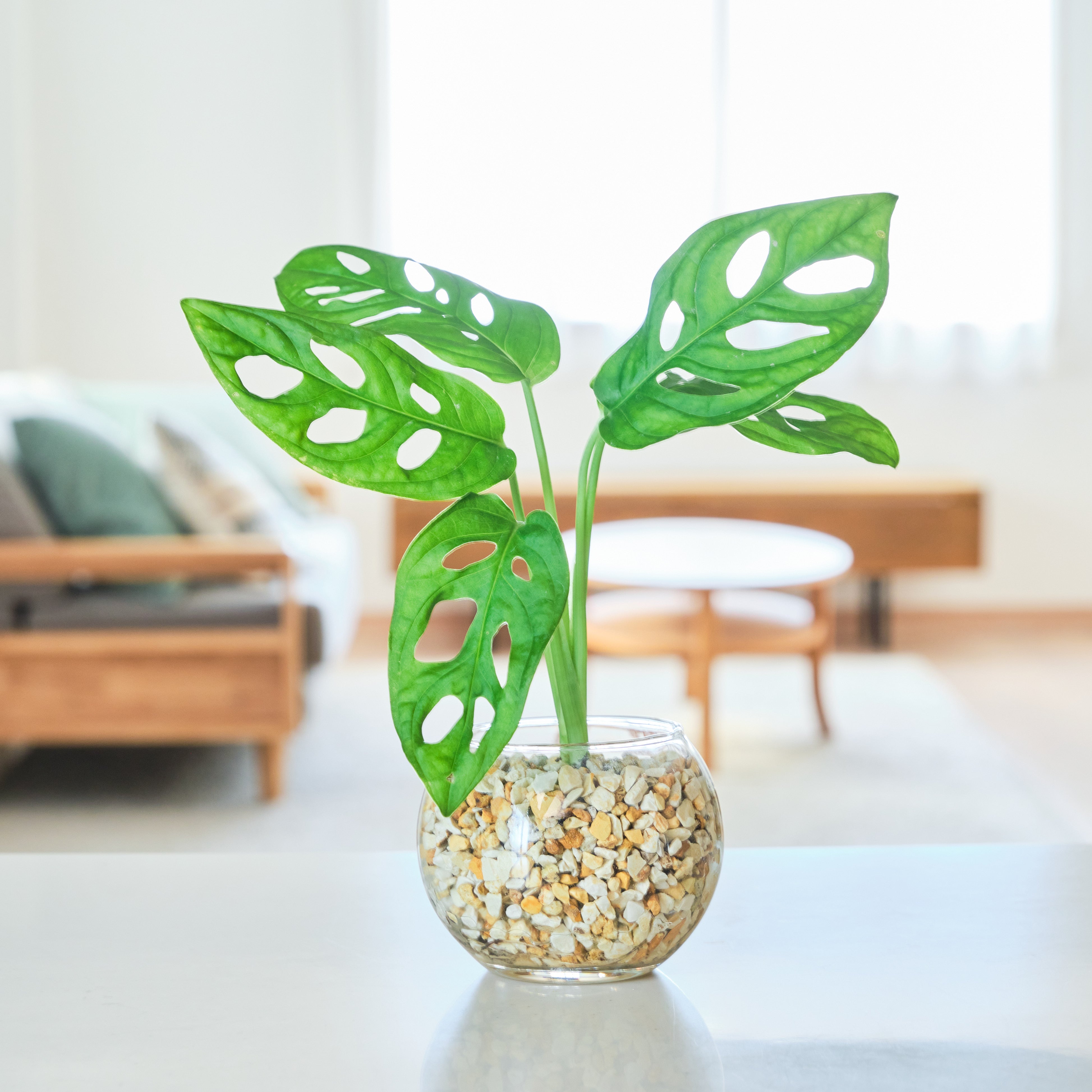 ガラスボールの育てるインテリア・選べる単品