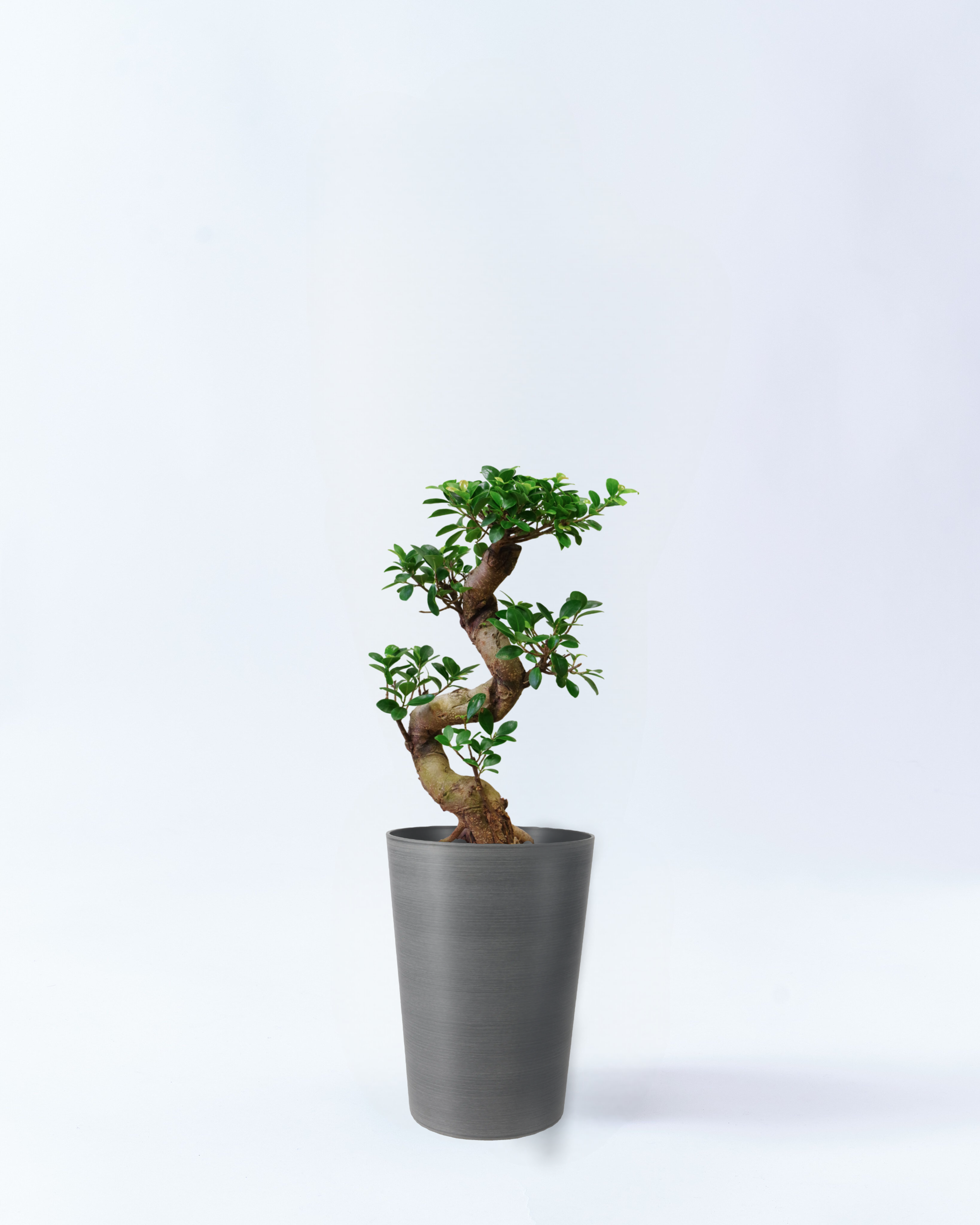 7号鉢の曲がりガジュマル-スタイリッシュシルバー
