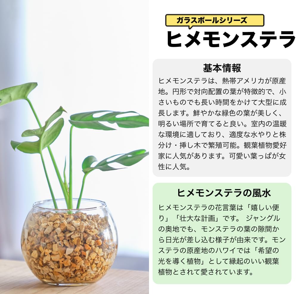 モンステラ 6号 陶器鉢 ハイドロカルチャー 高さ約80cm ホワイト