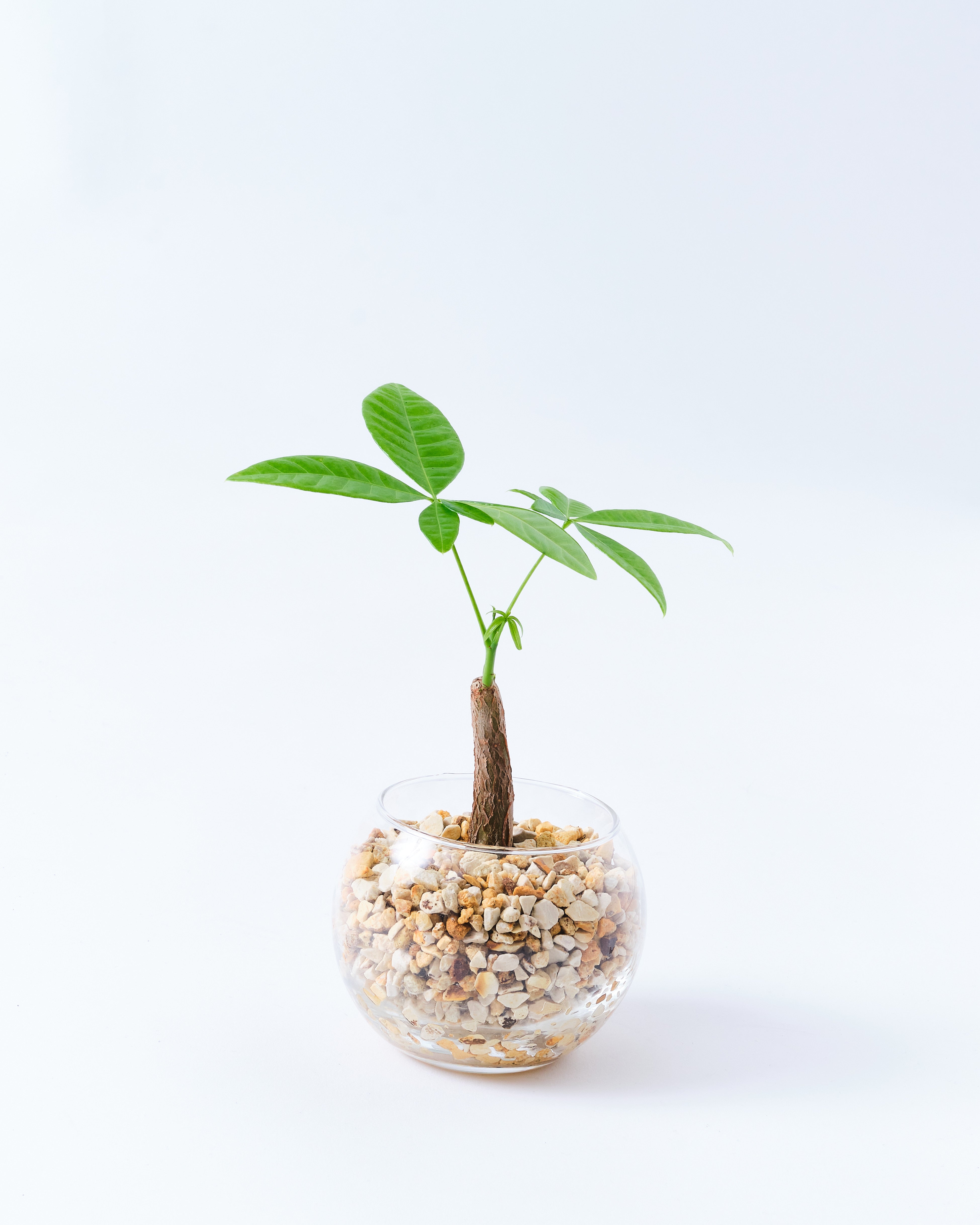 ガラスボールのパキラ