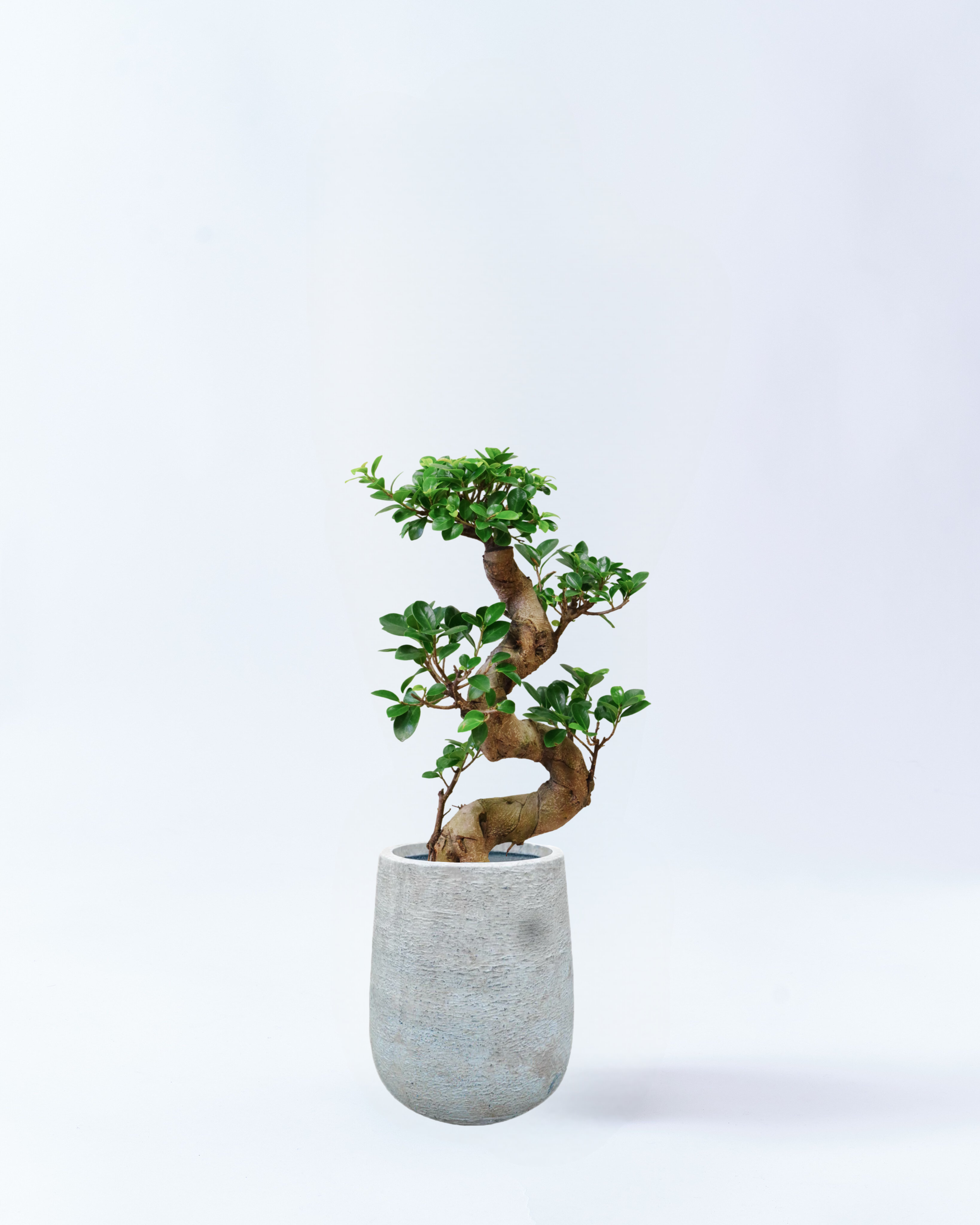 ガジュマル 多幸の木 曲がり仕立て 8号鉢サイズ 高さ約110cm ホワイト