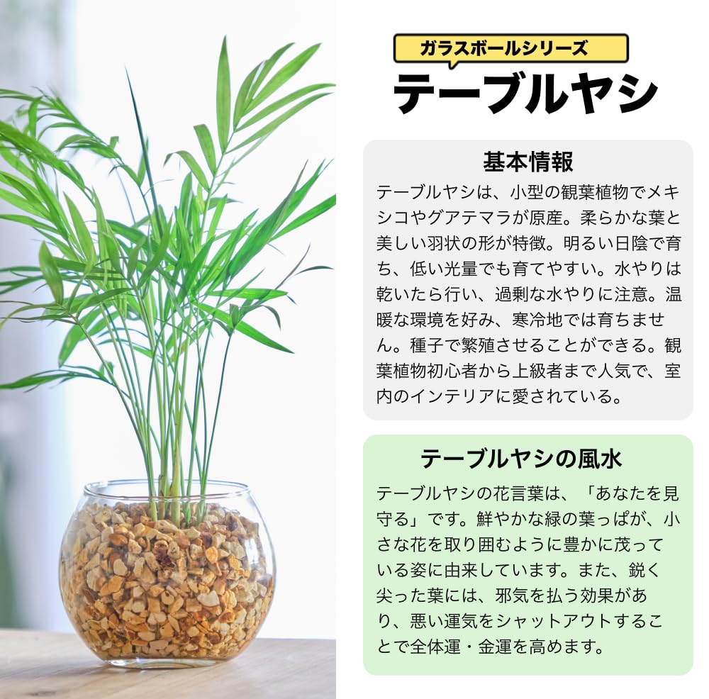 テーブルヤシ ハイドロカルチャー 高さ約15cm