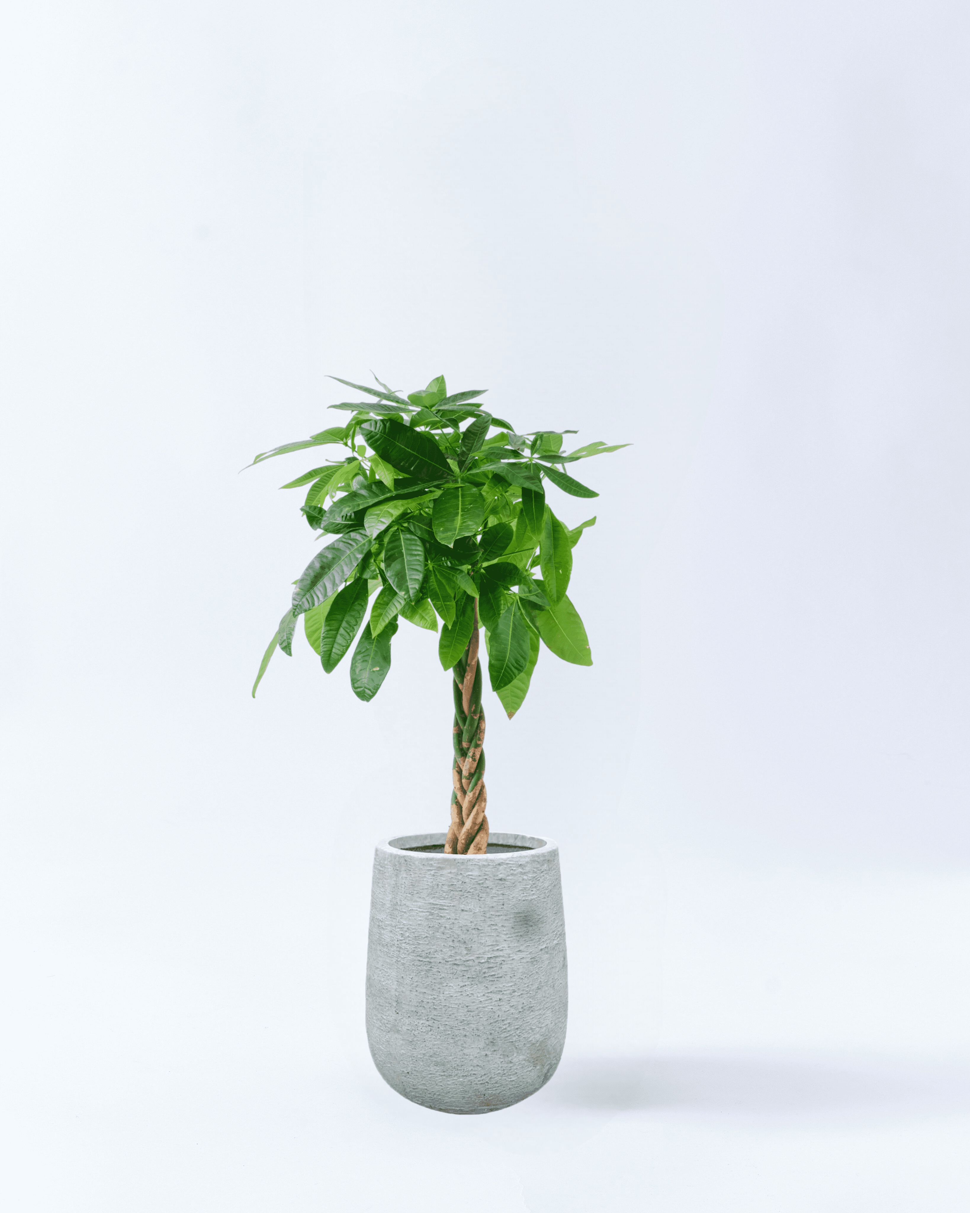 8号鉢-ねじりパキラ-ホワイト