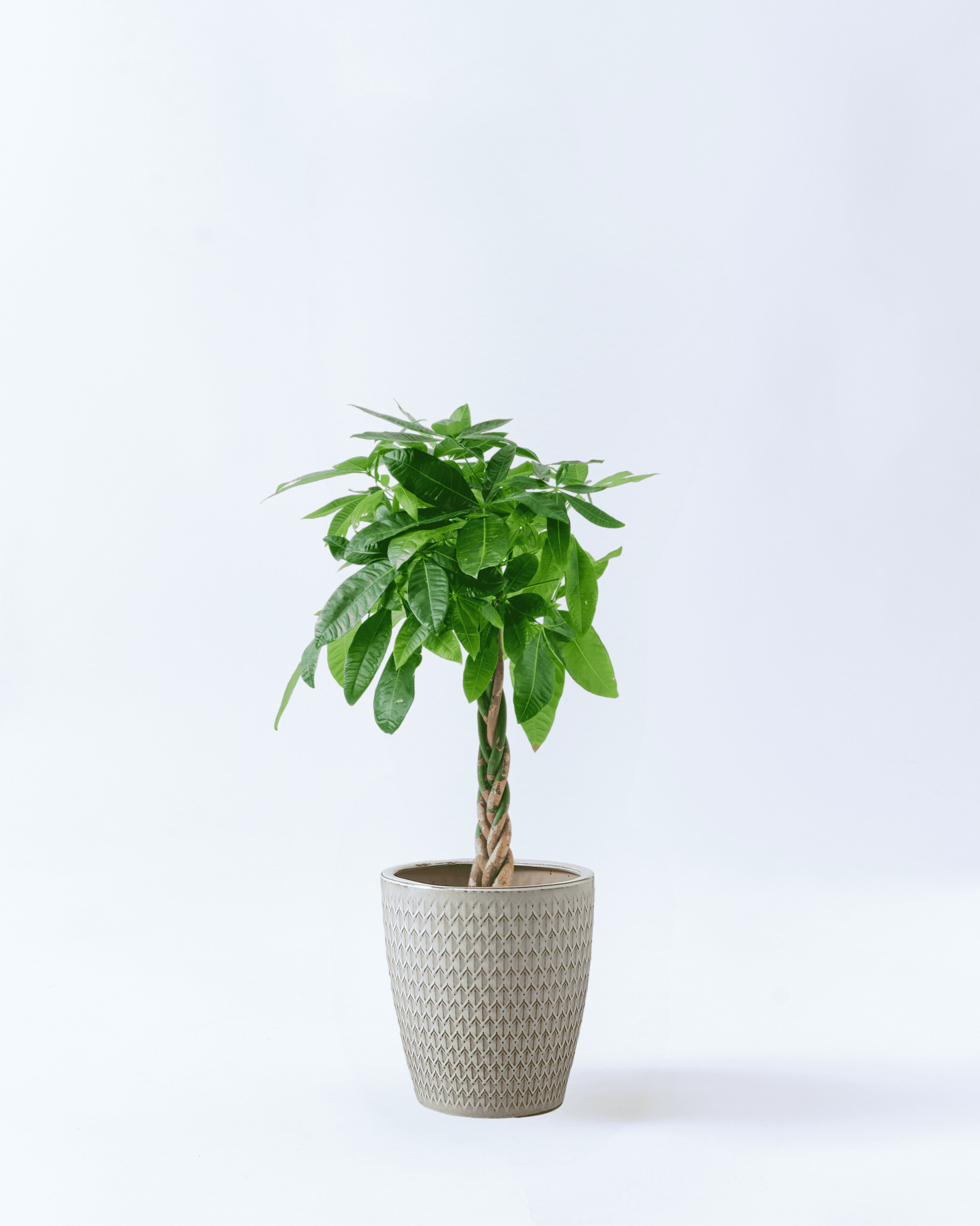 8号鉢-ねじりパキラ-ホワイトクロス