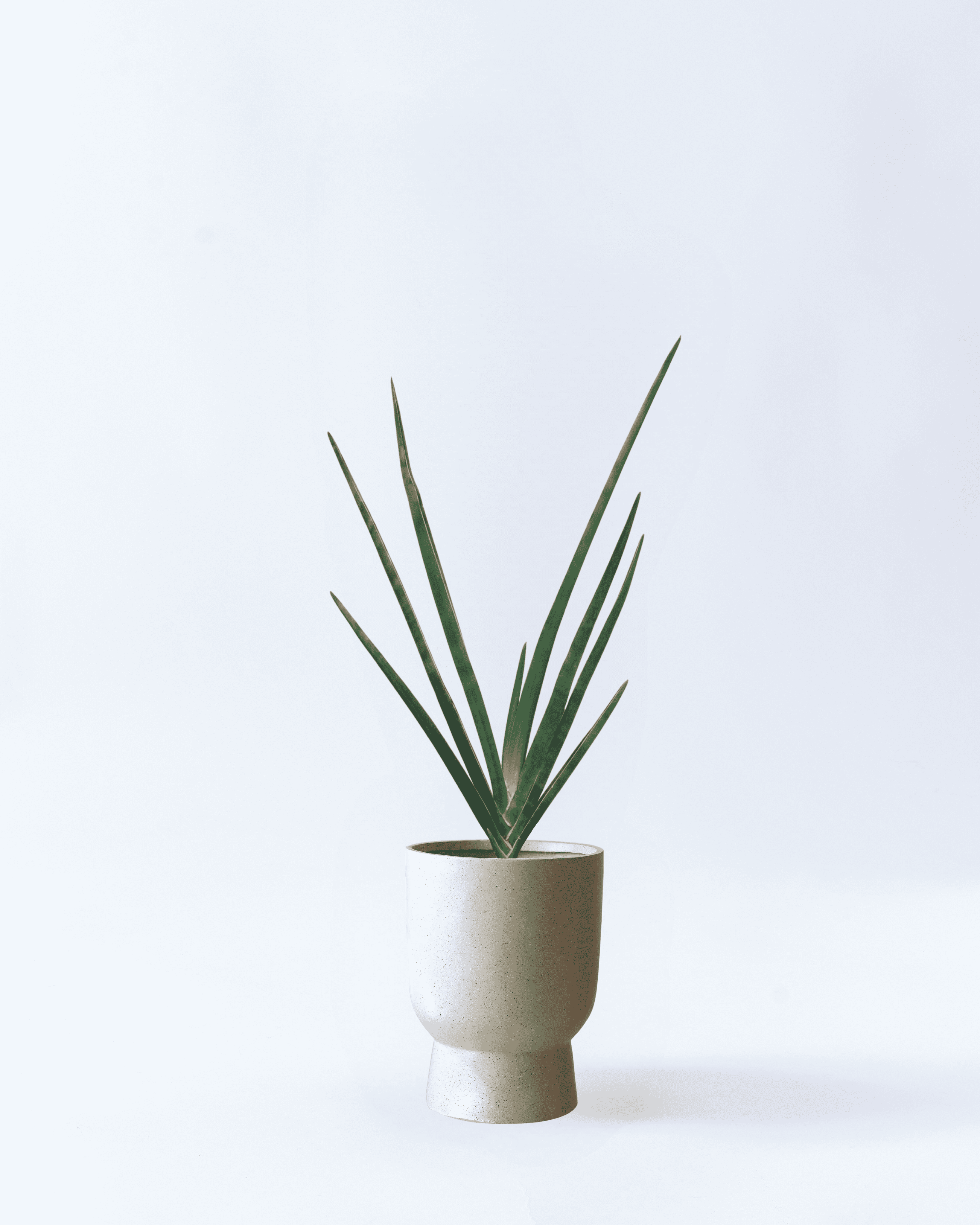 8号鉢-サンスベリアロブスターブルー-ベージュストーン