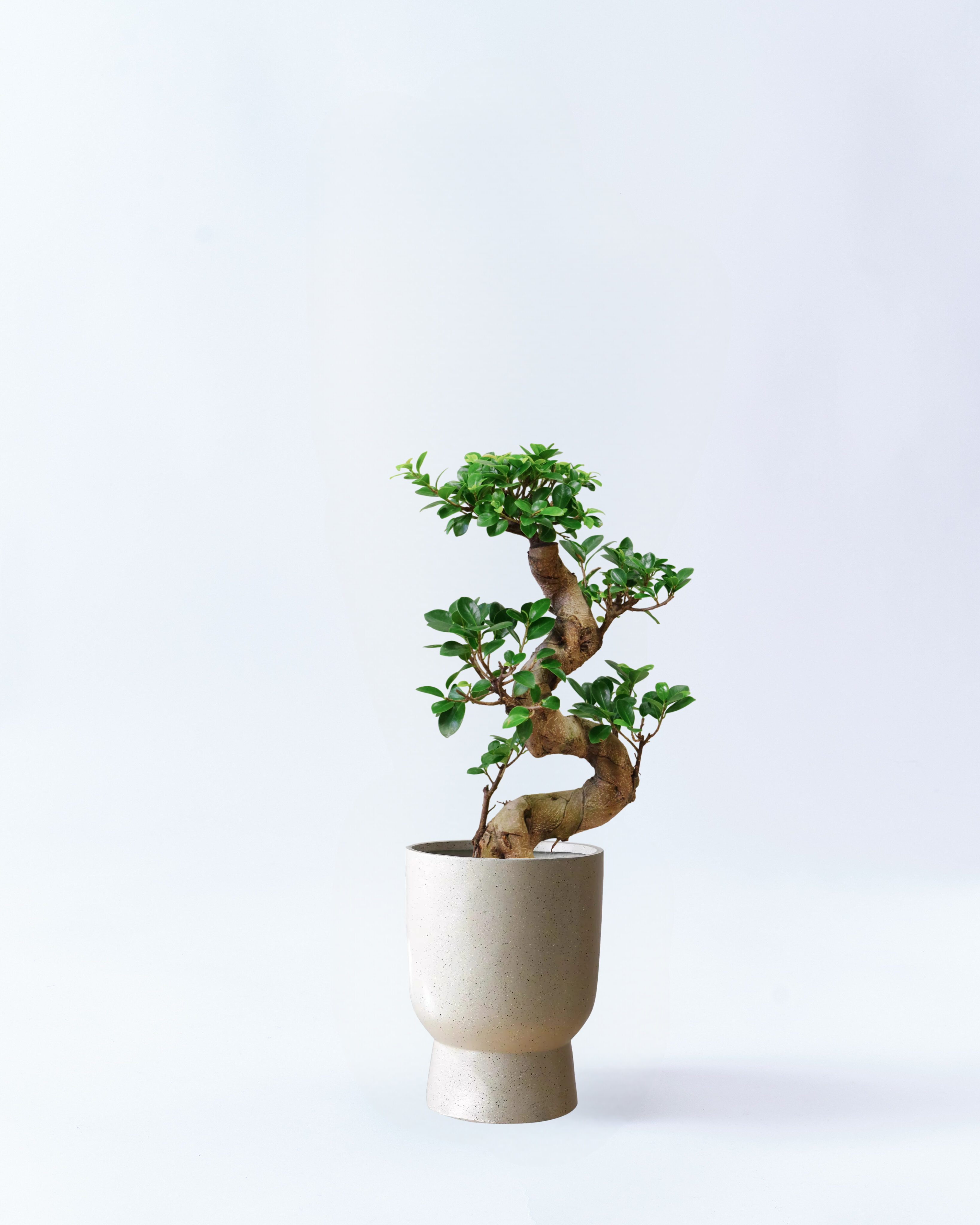 8号鉢-曲がりガジュマル-ベージュストーン