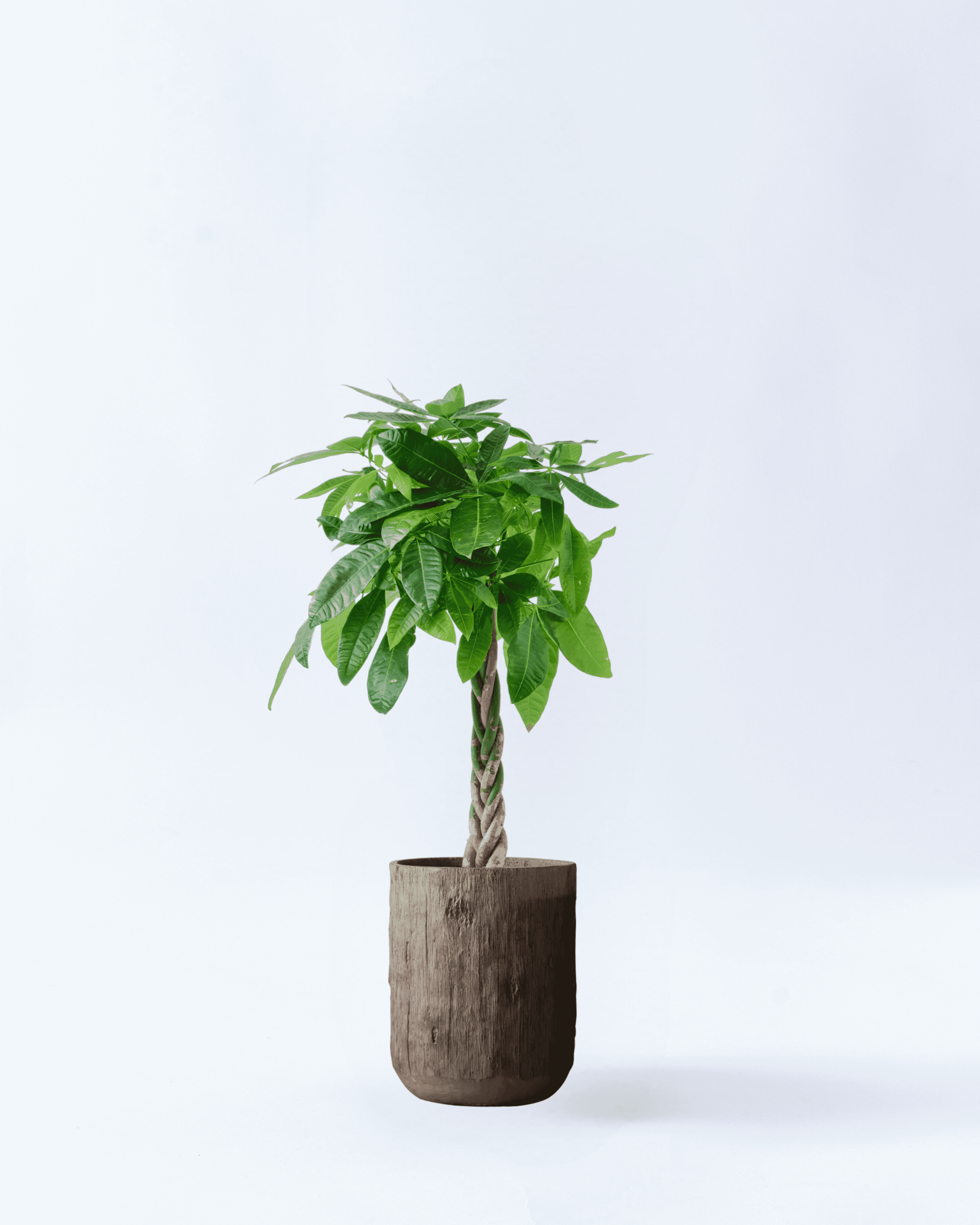 8号鉢-ねじりパキラ-ブラウンウッド