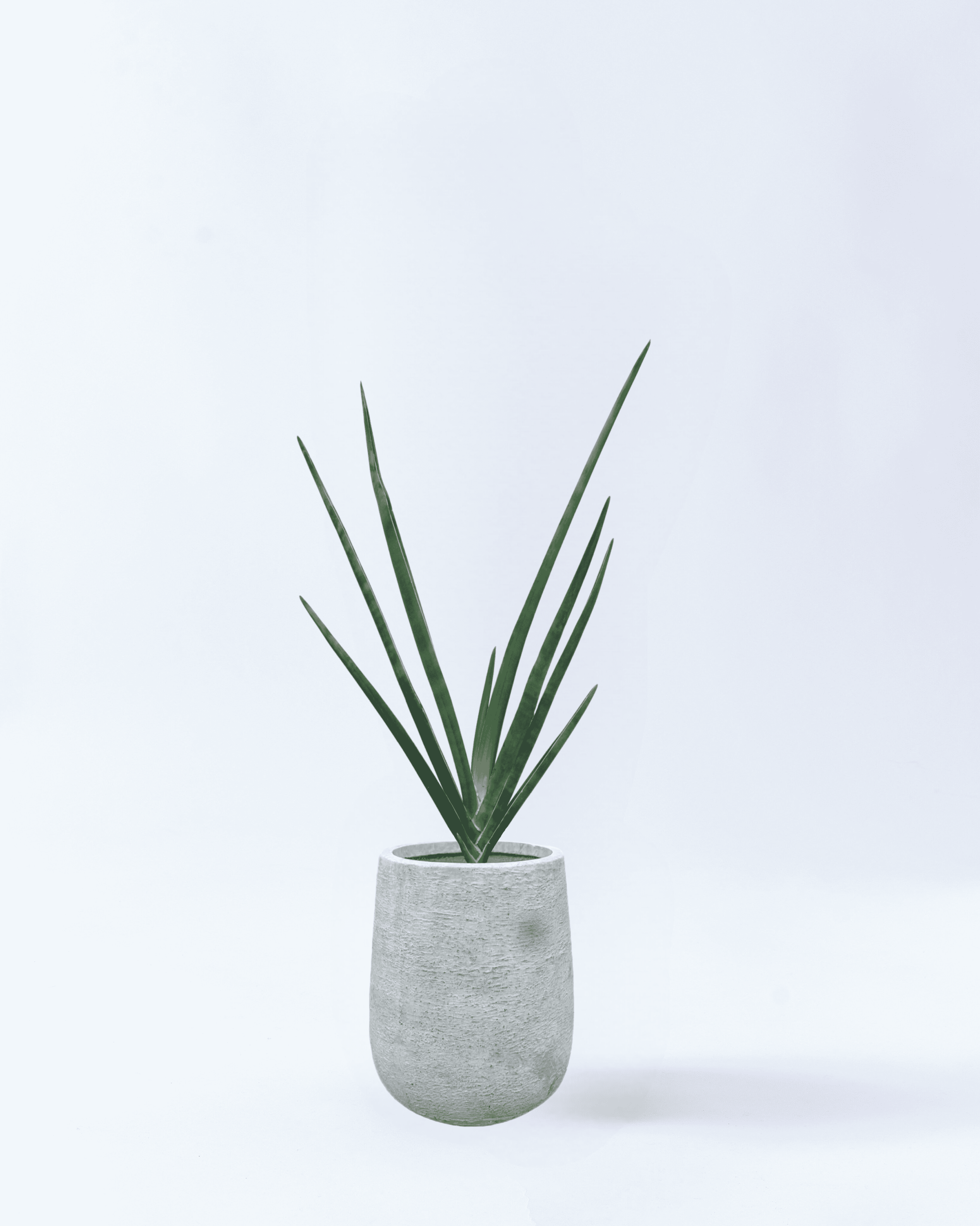 8号鉢-サンスベリアロブスターブルー-ホワイト