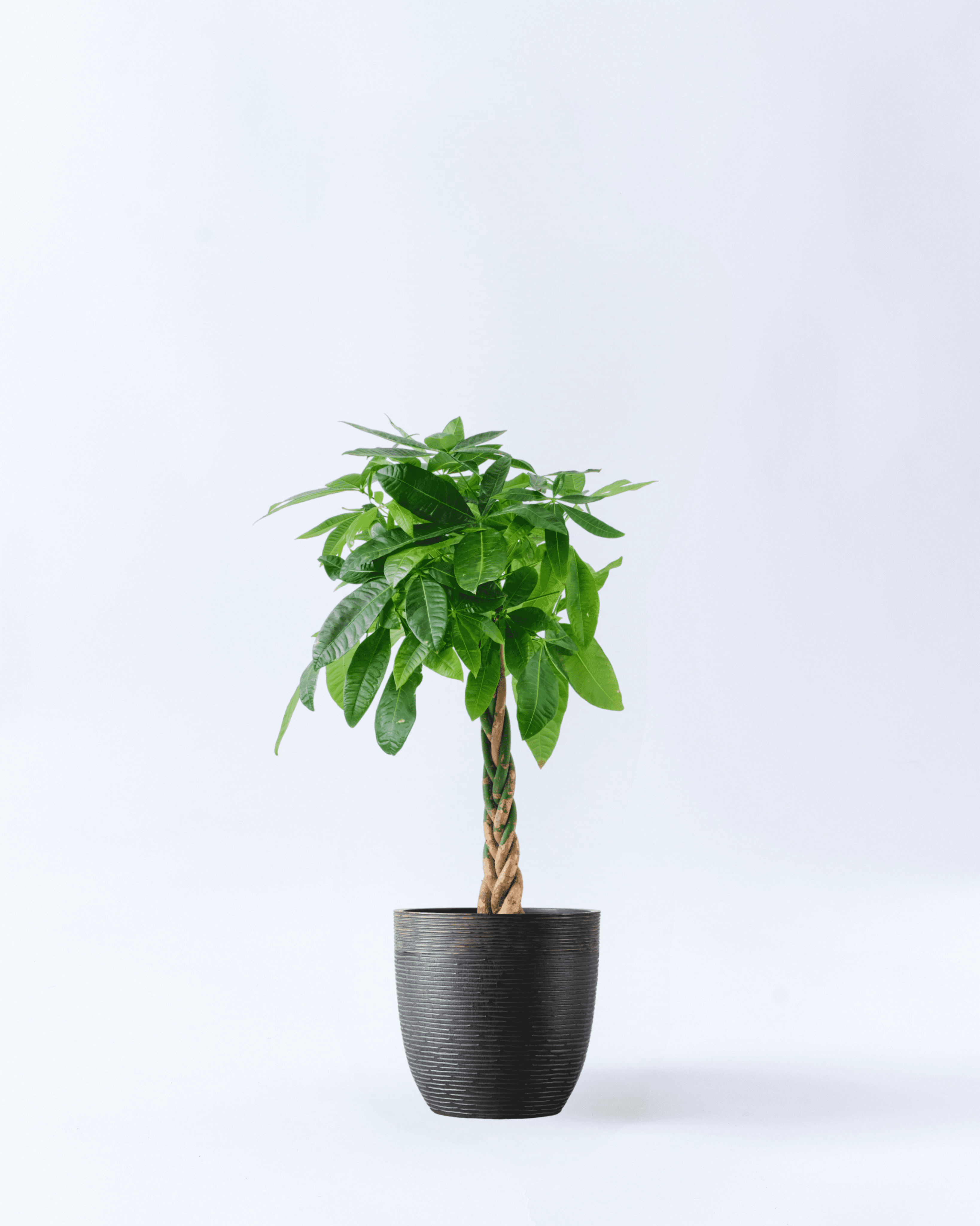 8号鉢-ねじりパキラ-ブラック