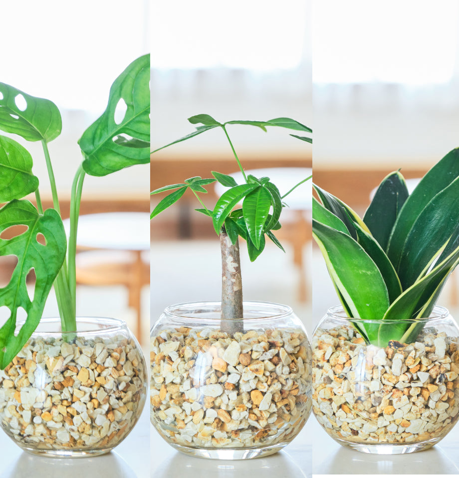 ガラスボールの育てるインテリア・選べる3点セット