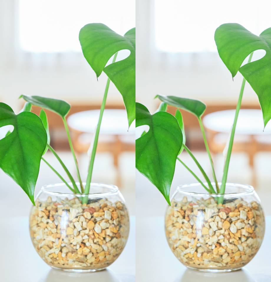 ガラスボールの育てるインテリア・選べる2点セット