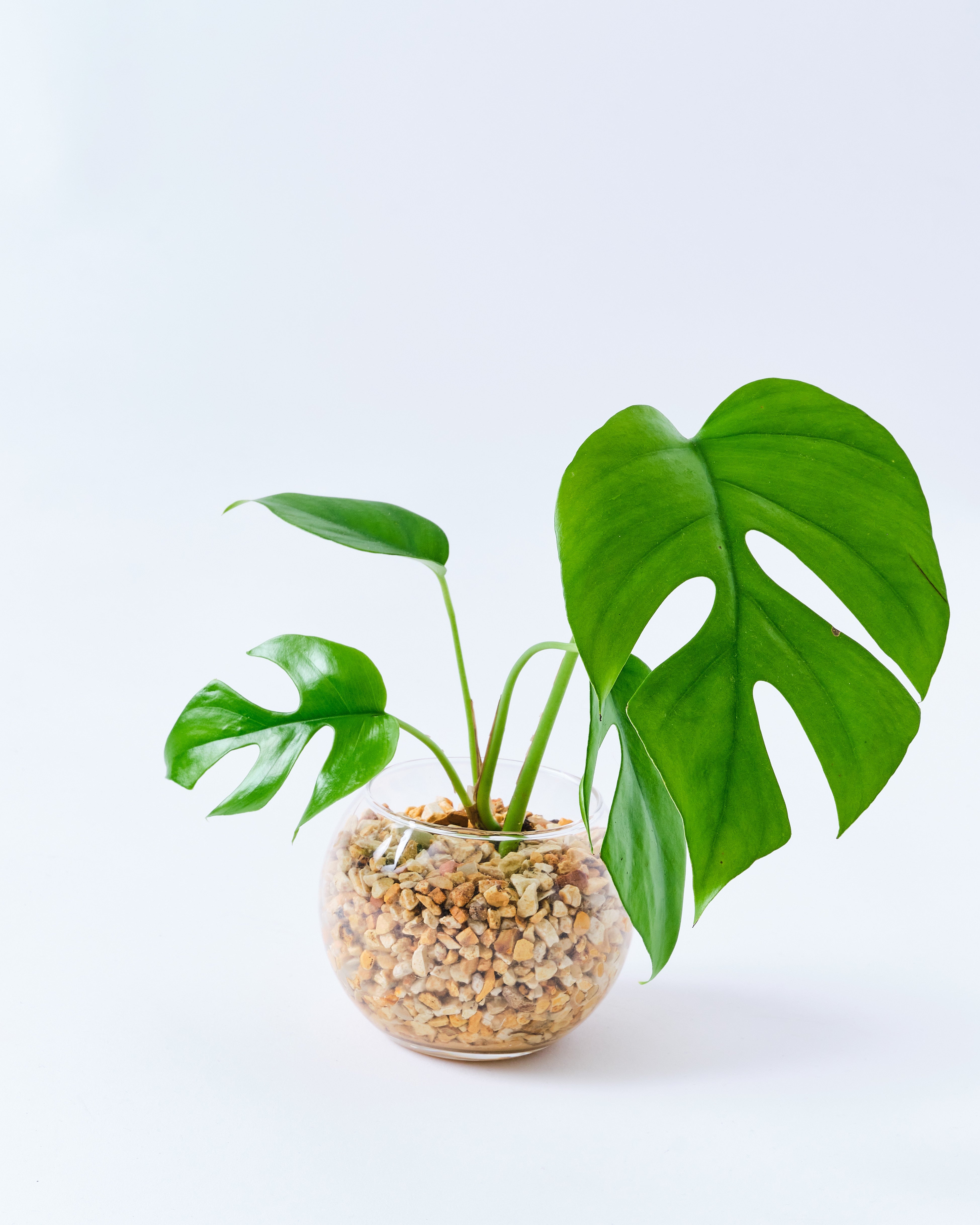 ガラスボールのモンステラ