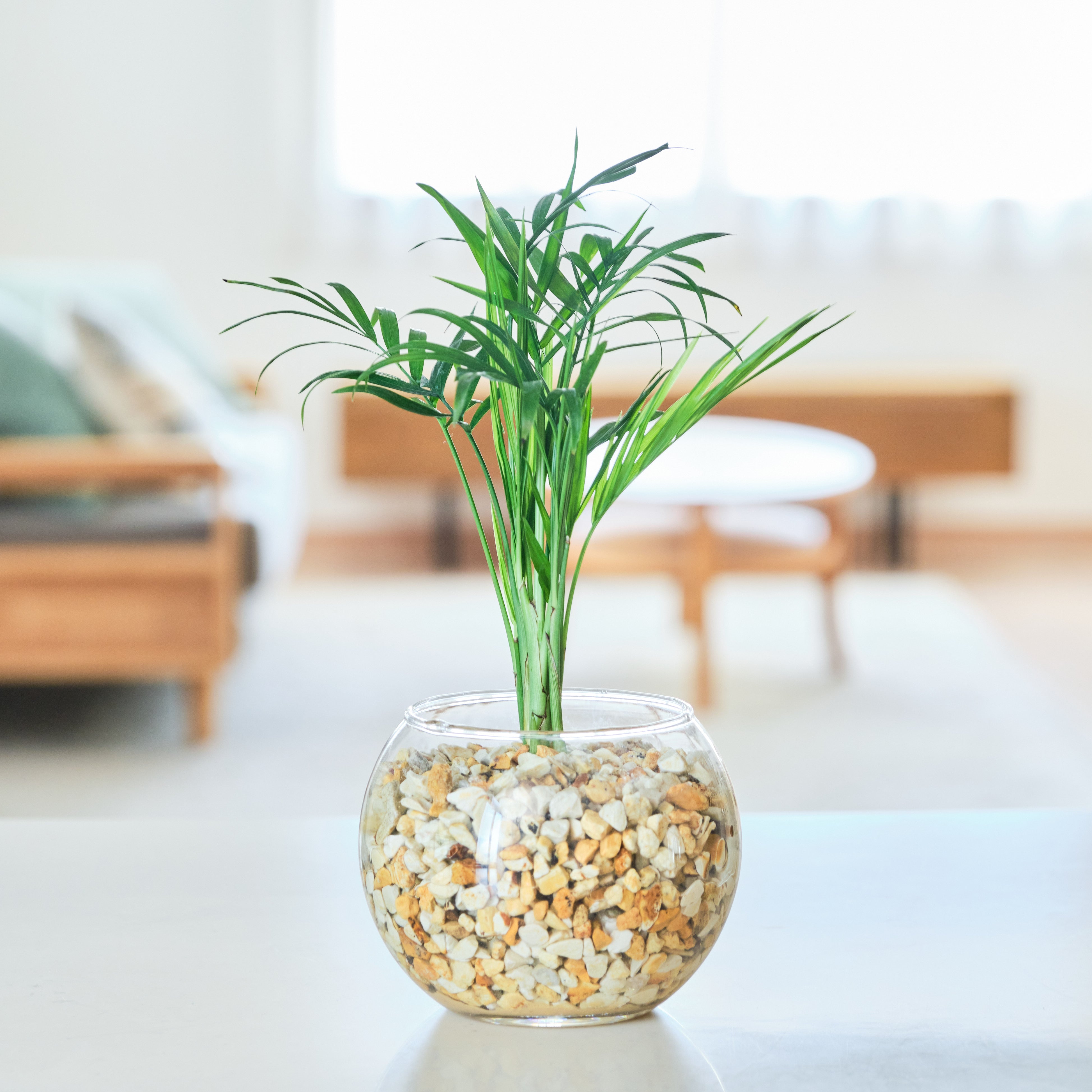 ガラスボールの育てるインテリア・選べる単品