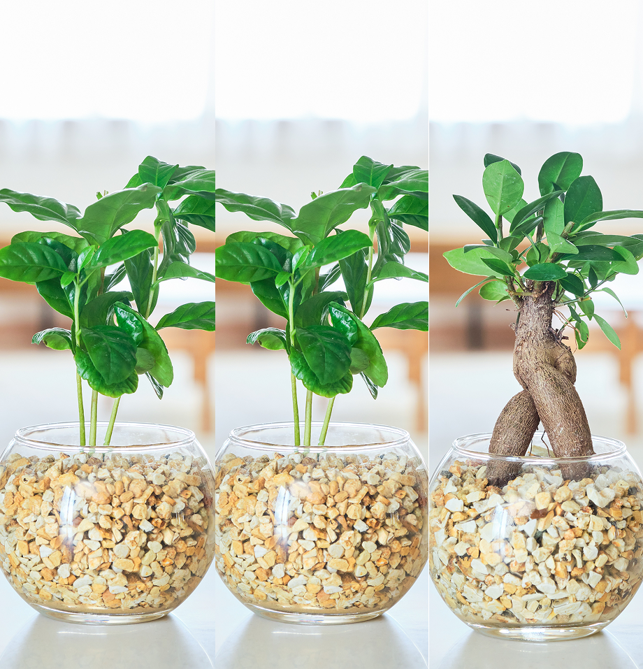 ガラスボールの育てるインテリア・選べる3点セット