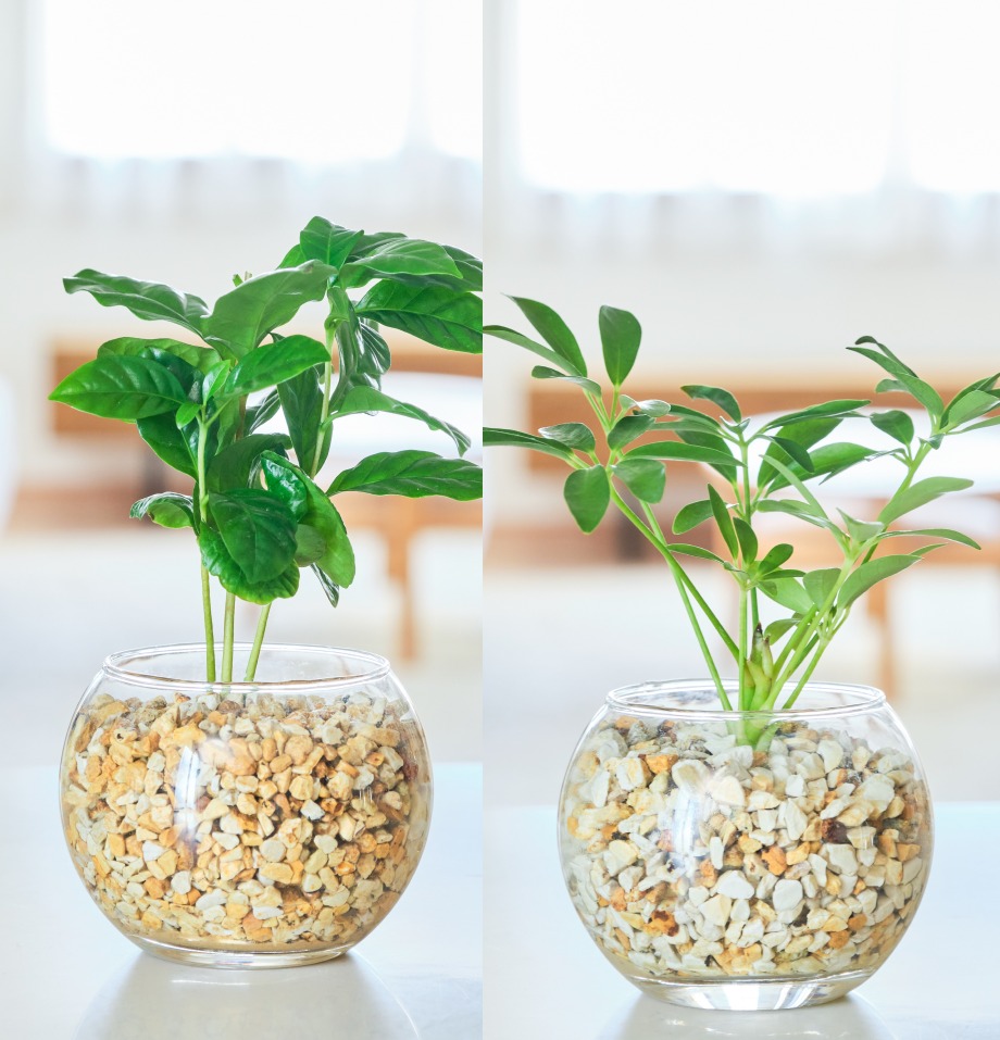 ガラスボールの育てるインテリア・選べる2点セット