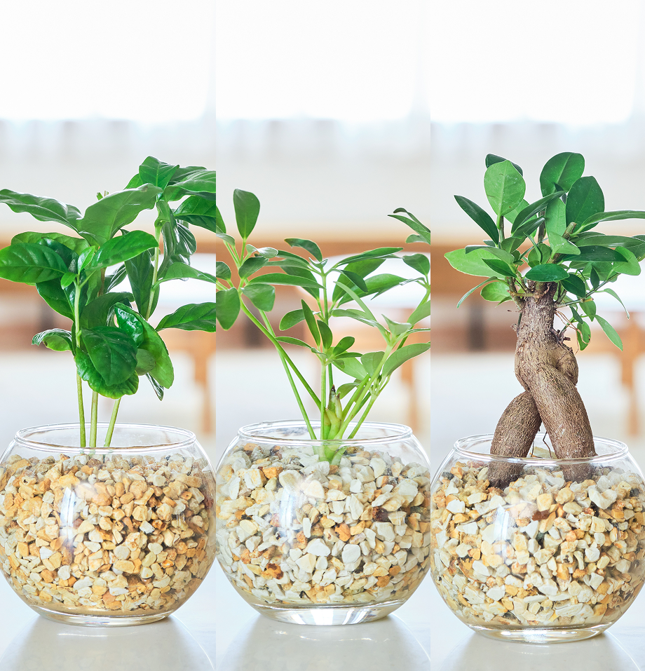 ガラスボールの育てるインテリア・選べる3点セット