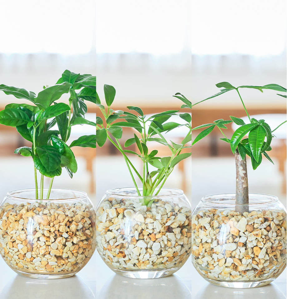 ガラスボールの育てるインテリア・選べる3点セット