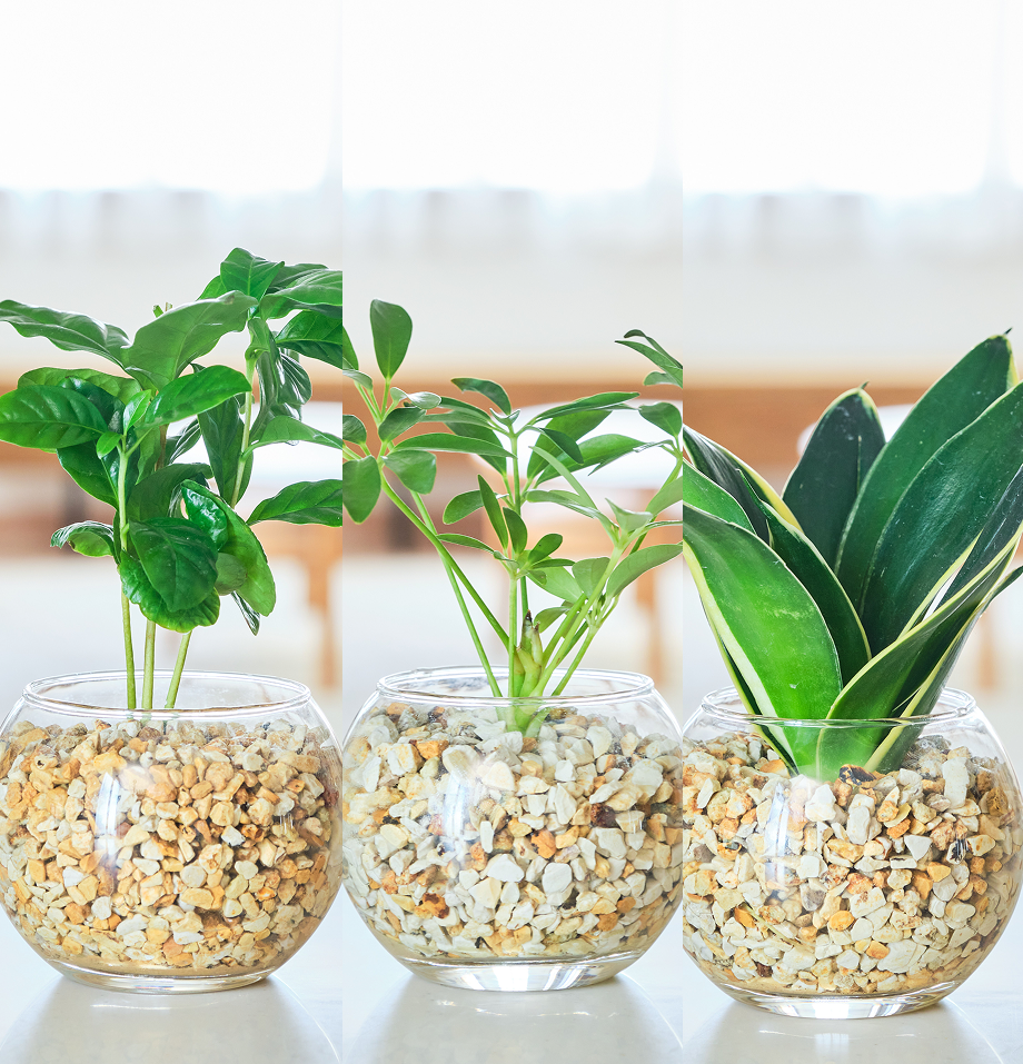 ガラスボールの育てるインテリア・選べる3点セット
