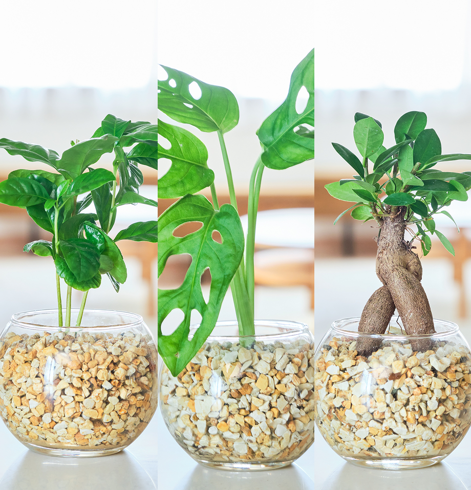 ガラスボールの育てるインテリア・選べる3点セット