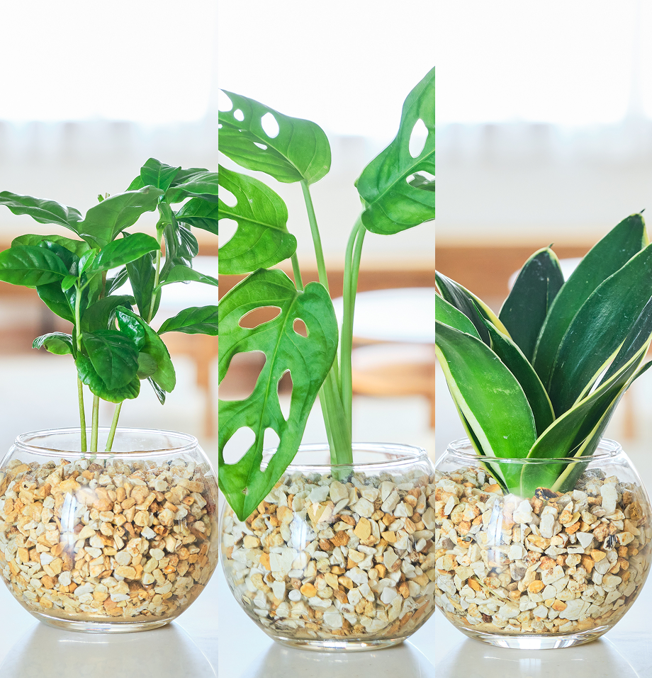 ガラスボールの育てるインテリア・選べる3点セット