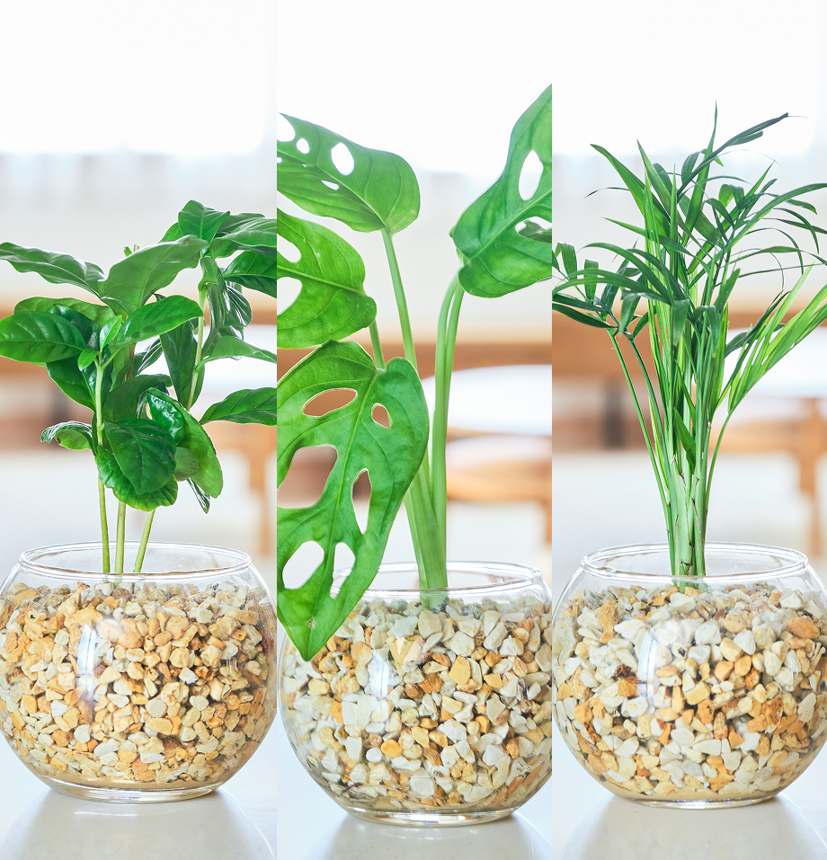 ガラスボールの育てるインテリア・選べる3点セット