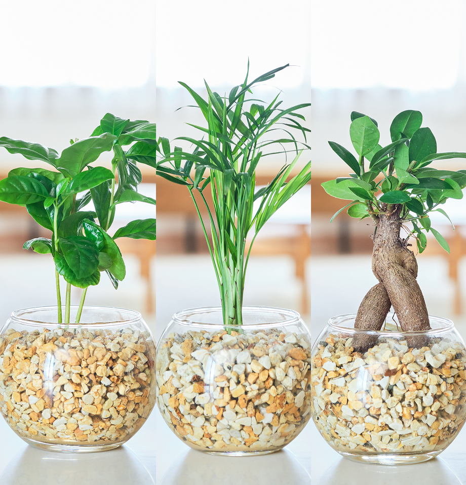 ガラスボールの育てるインテリア・選べる3点セット