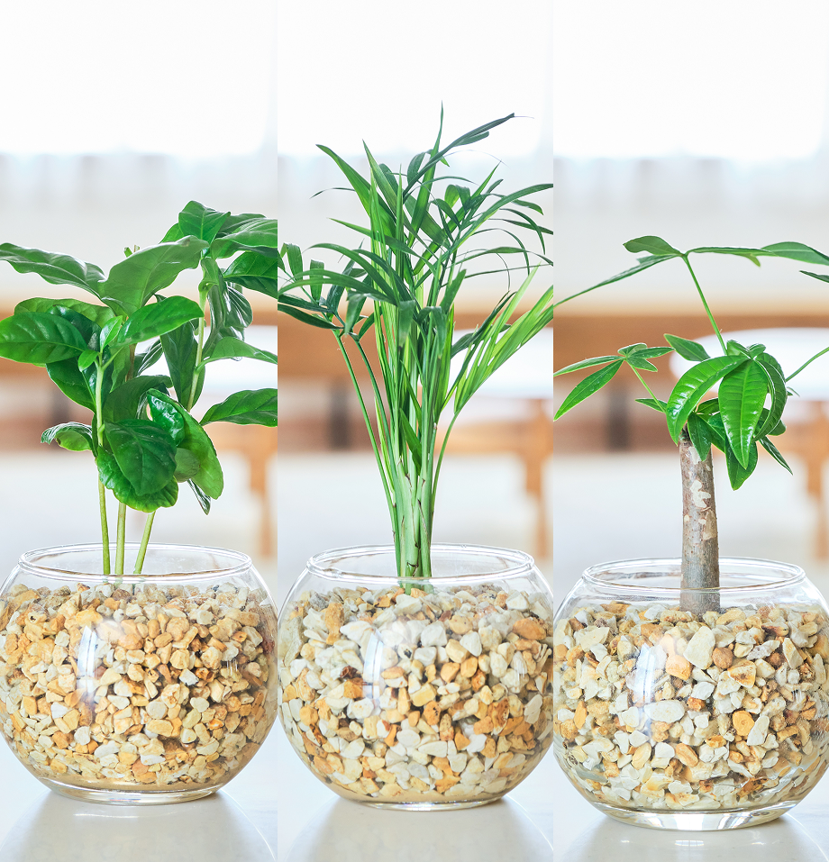 ガラスボールの育てるインテリア・選べる3点セット