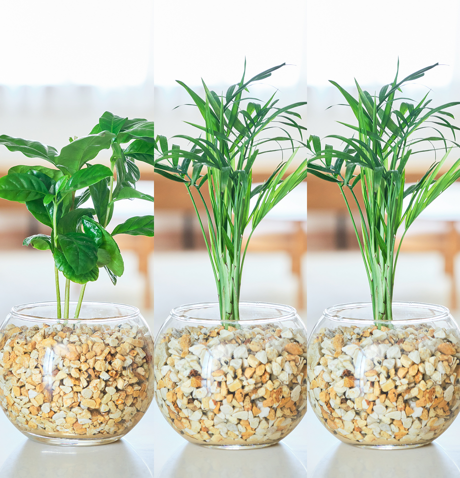 ガラスボールの育てるインテリア・選べる3点セット
