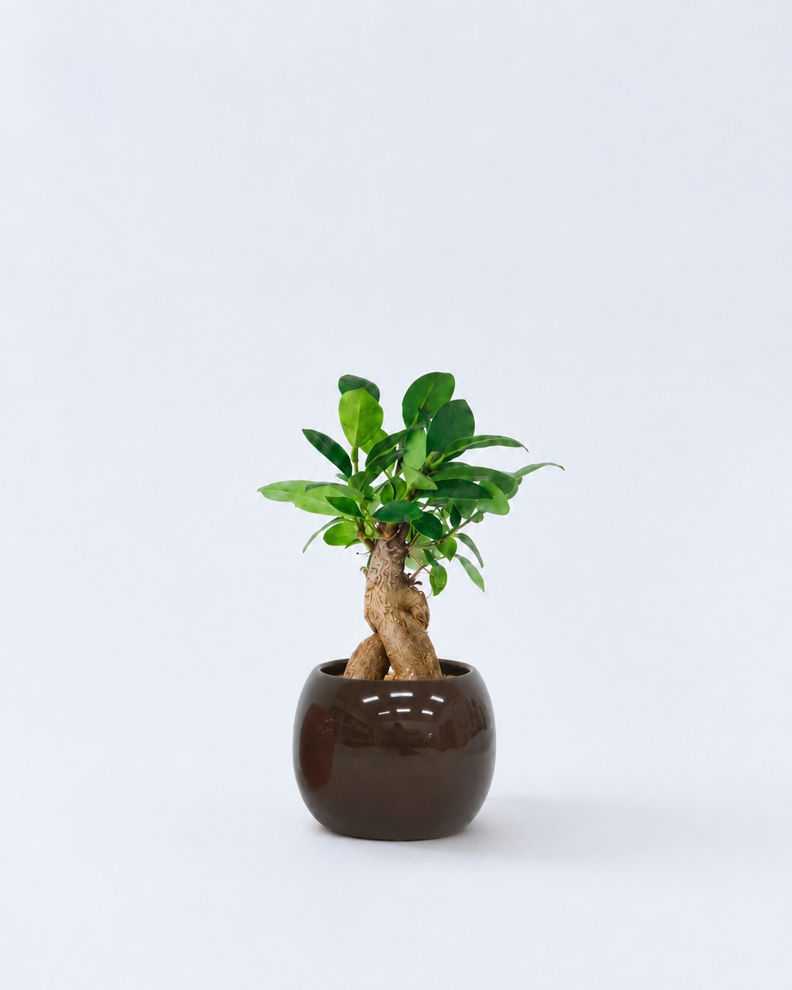 ガジュマル ガラス容器 ハイドロカルチャー 高さ約15cm