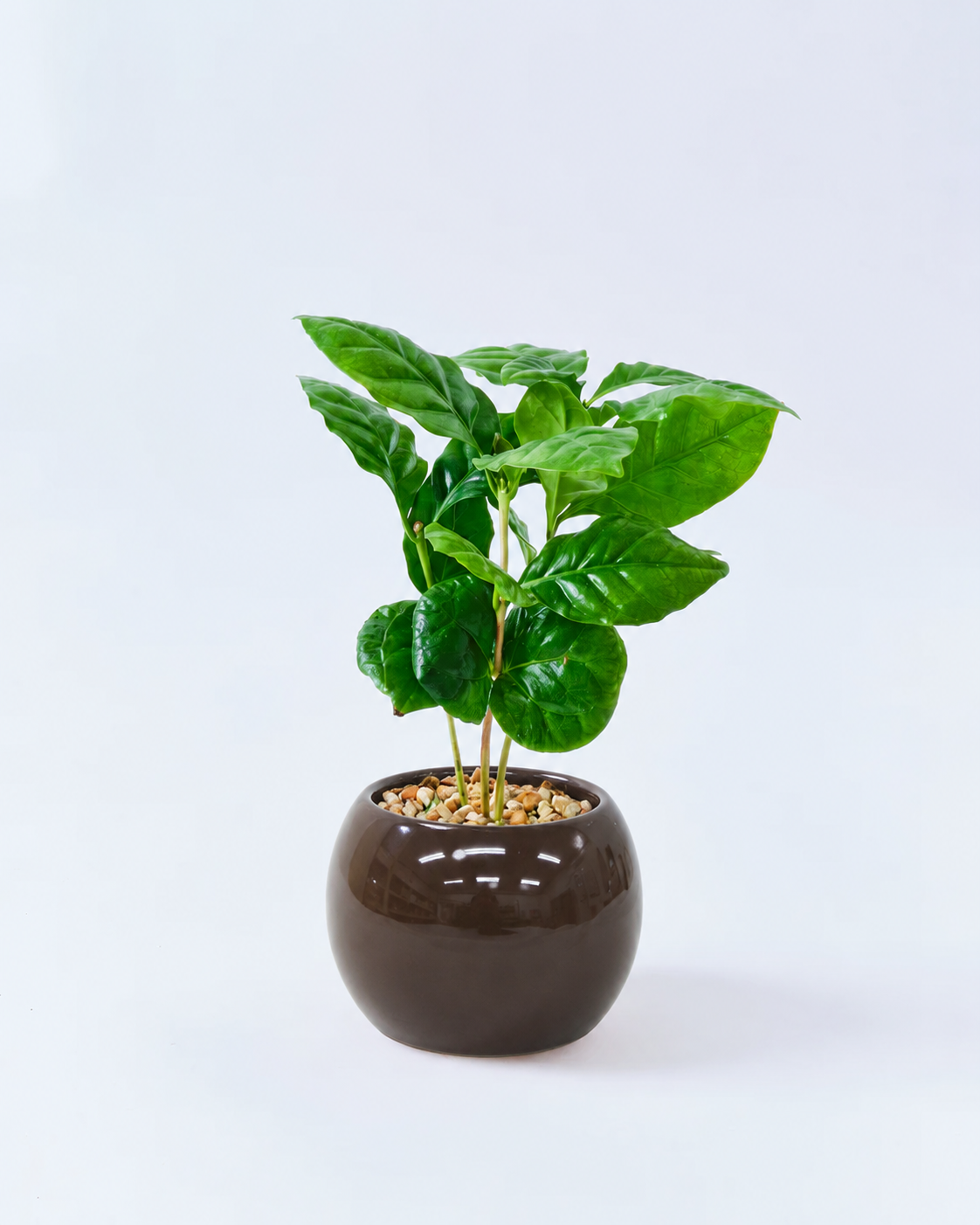 コーヒーの木 容器 ベージュ ハイドロカルチャー 高さ約15cm