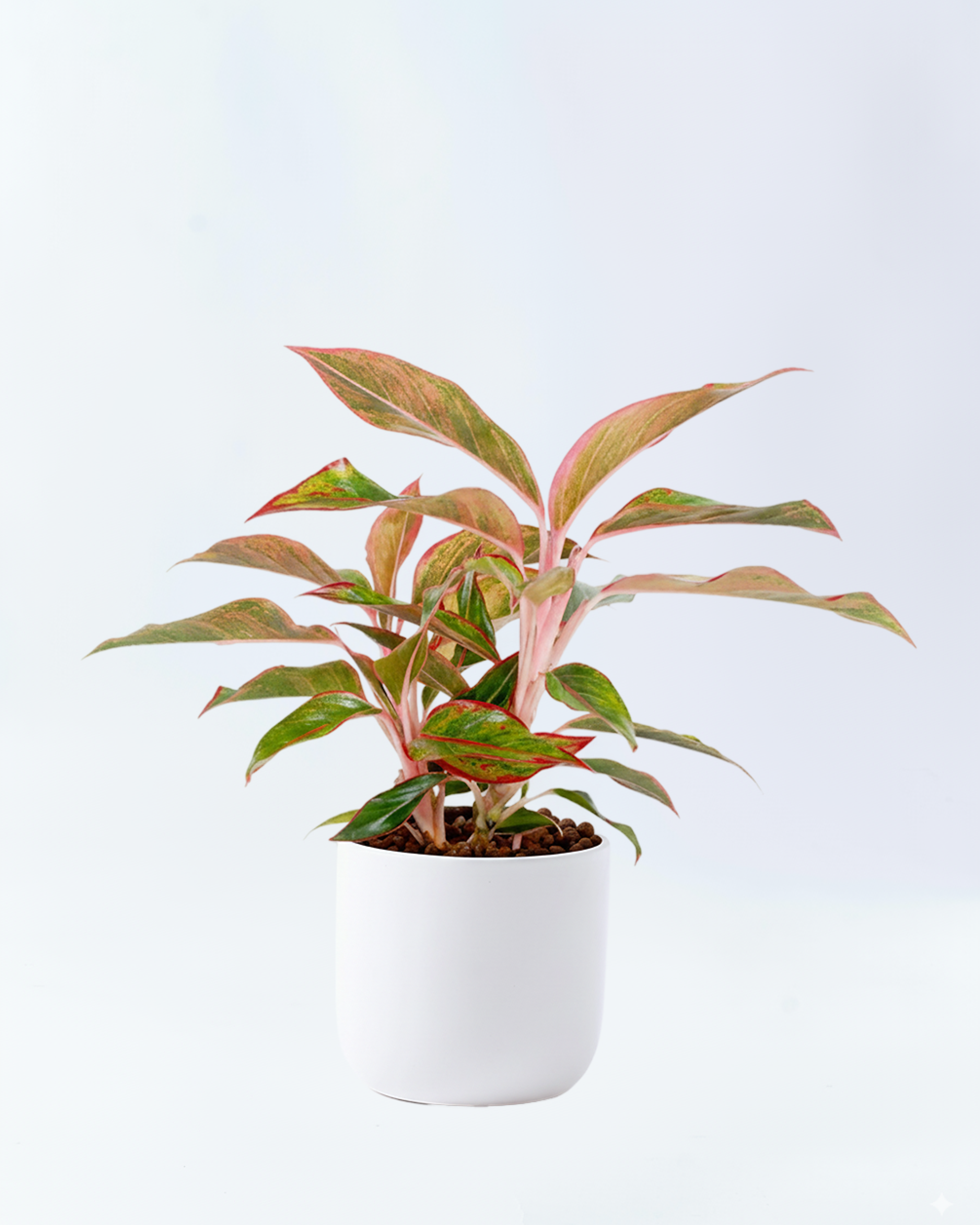 アグラオネマレッドゴールド 5号陶器鉢 ハイドロカルチャー 高さ約45cm